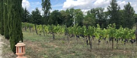 Viñedo con hileras de parras bajo un cielo despejado.