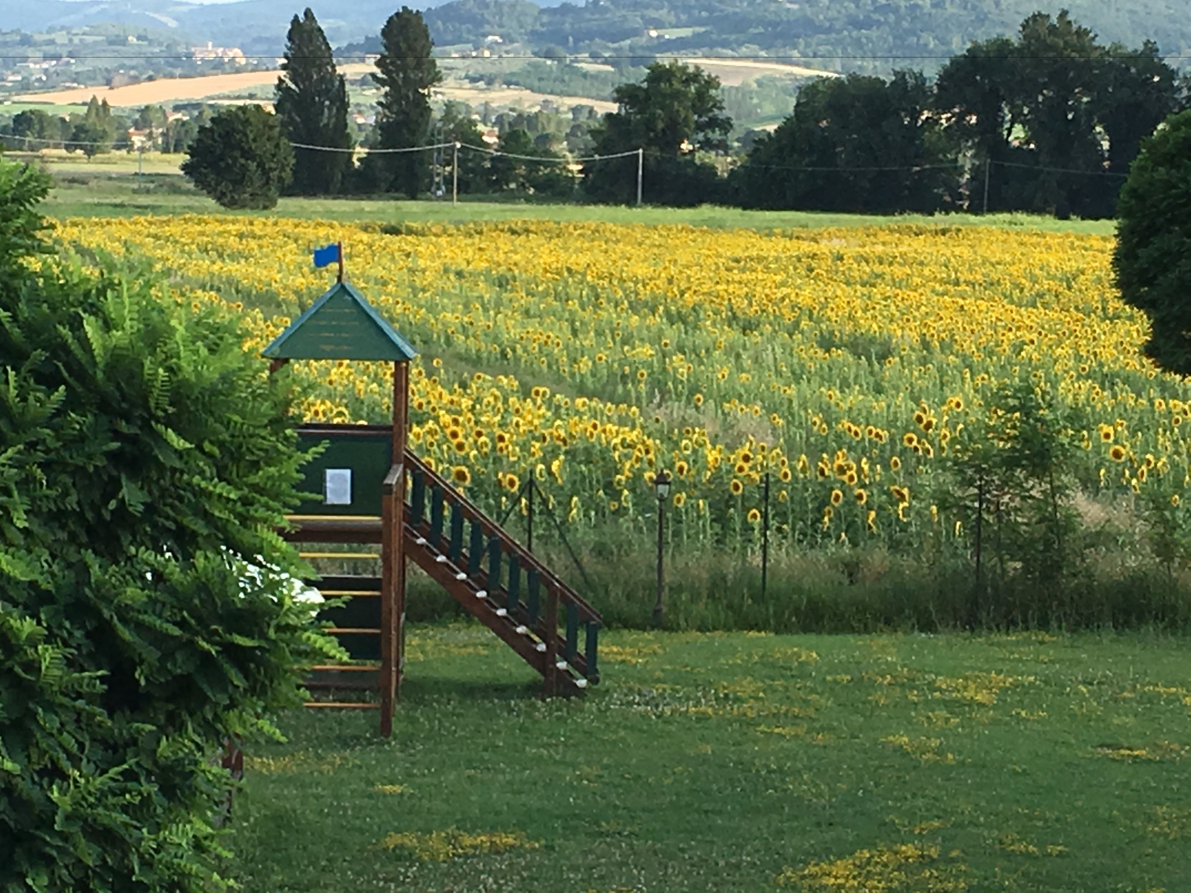 A sunflower field with a wooden structure featuring a staircase and a blue flag.
