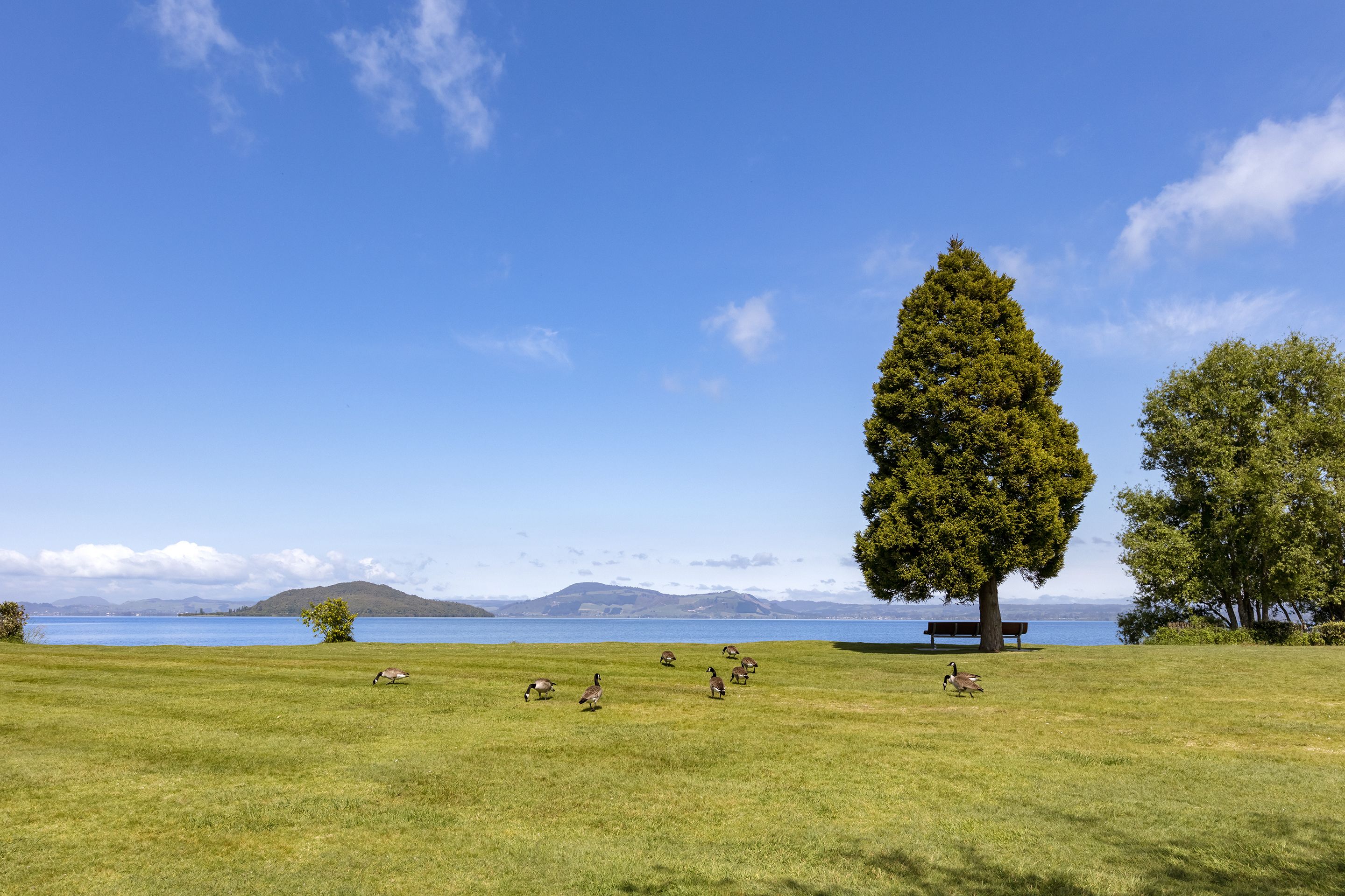 A grassy field with a large tree and a bench, overlooking a body of water and distant mountains.