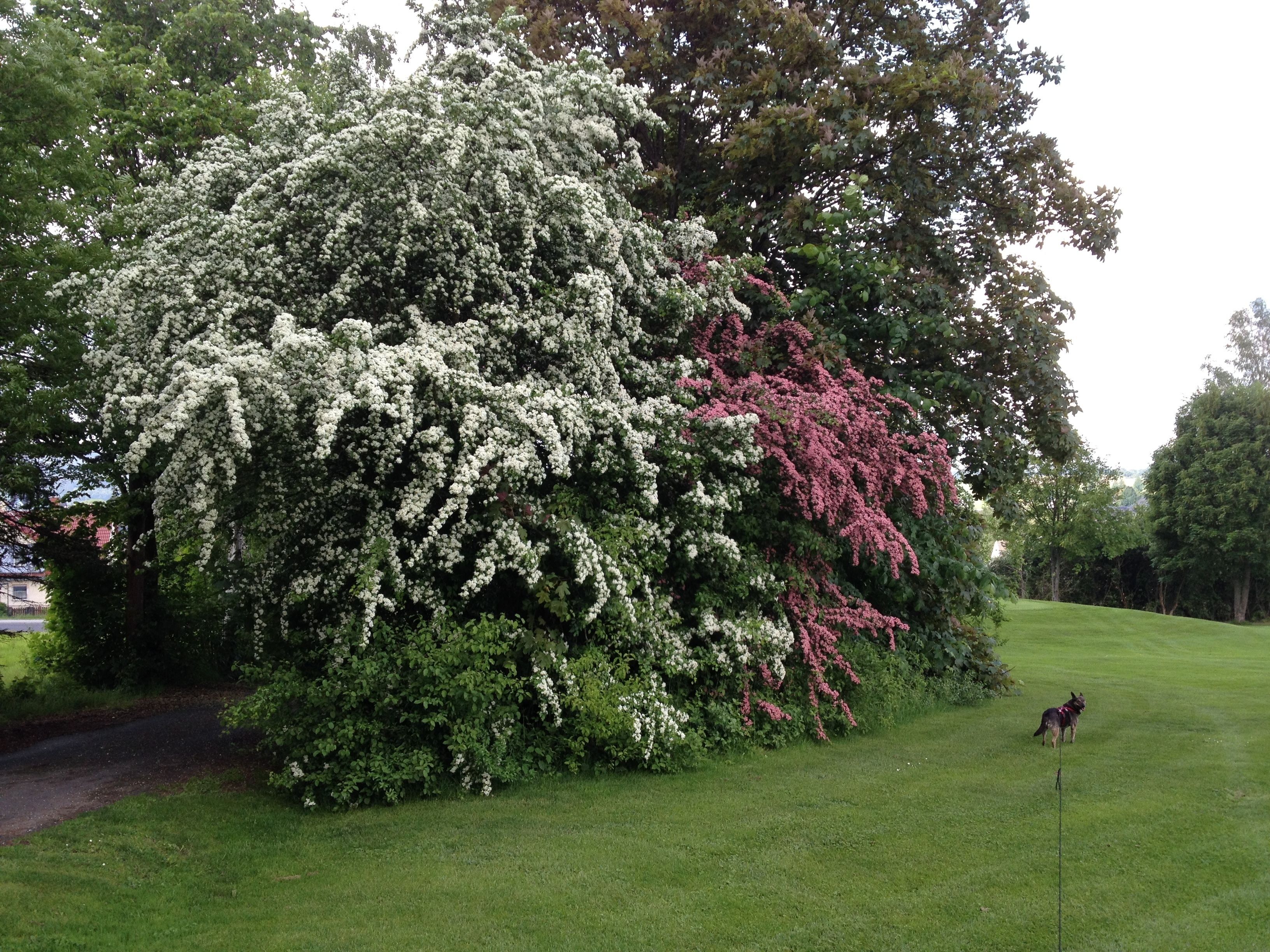 A large tree with white and pink flowers in a grassy area.
