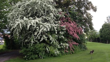 A large tree with white and pink flowers in a grassy area.