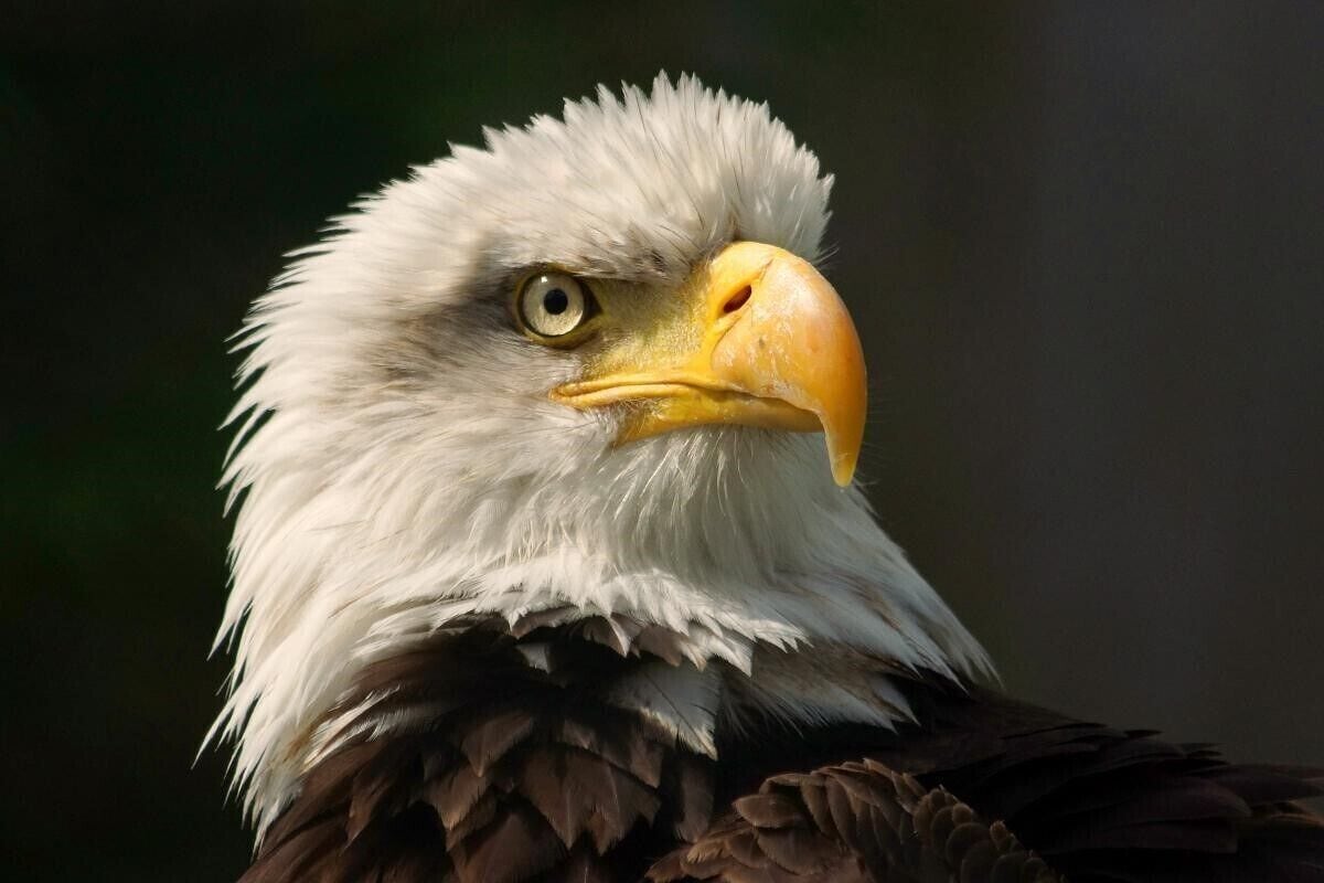 A close-up of a bald eagle with white head and yellow beak.