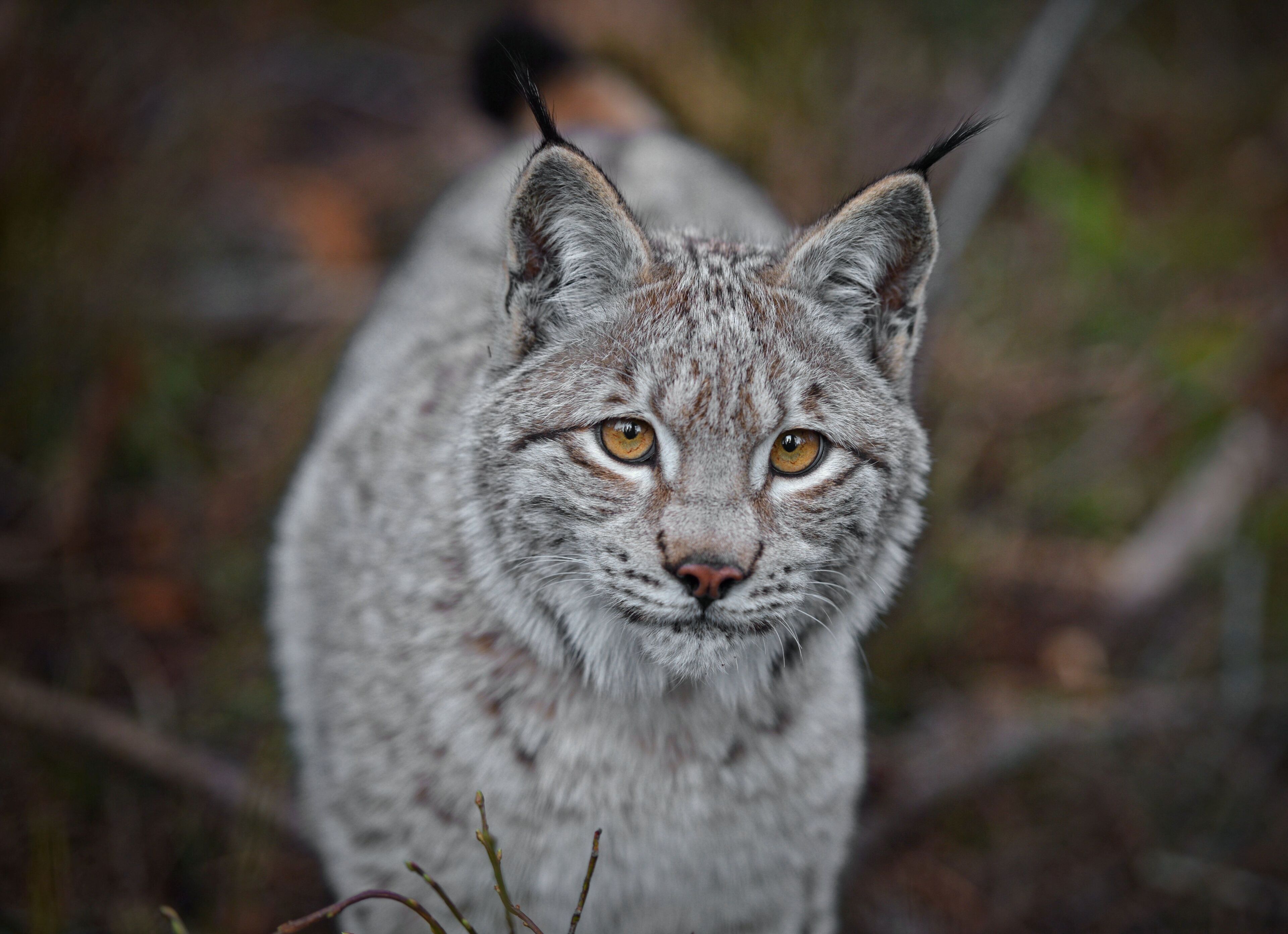 Un lince en su hábitat natural.