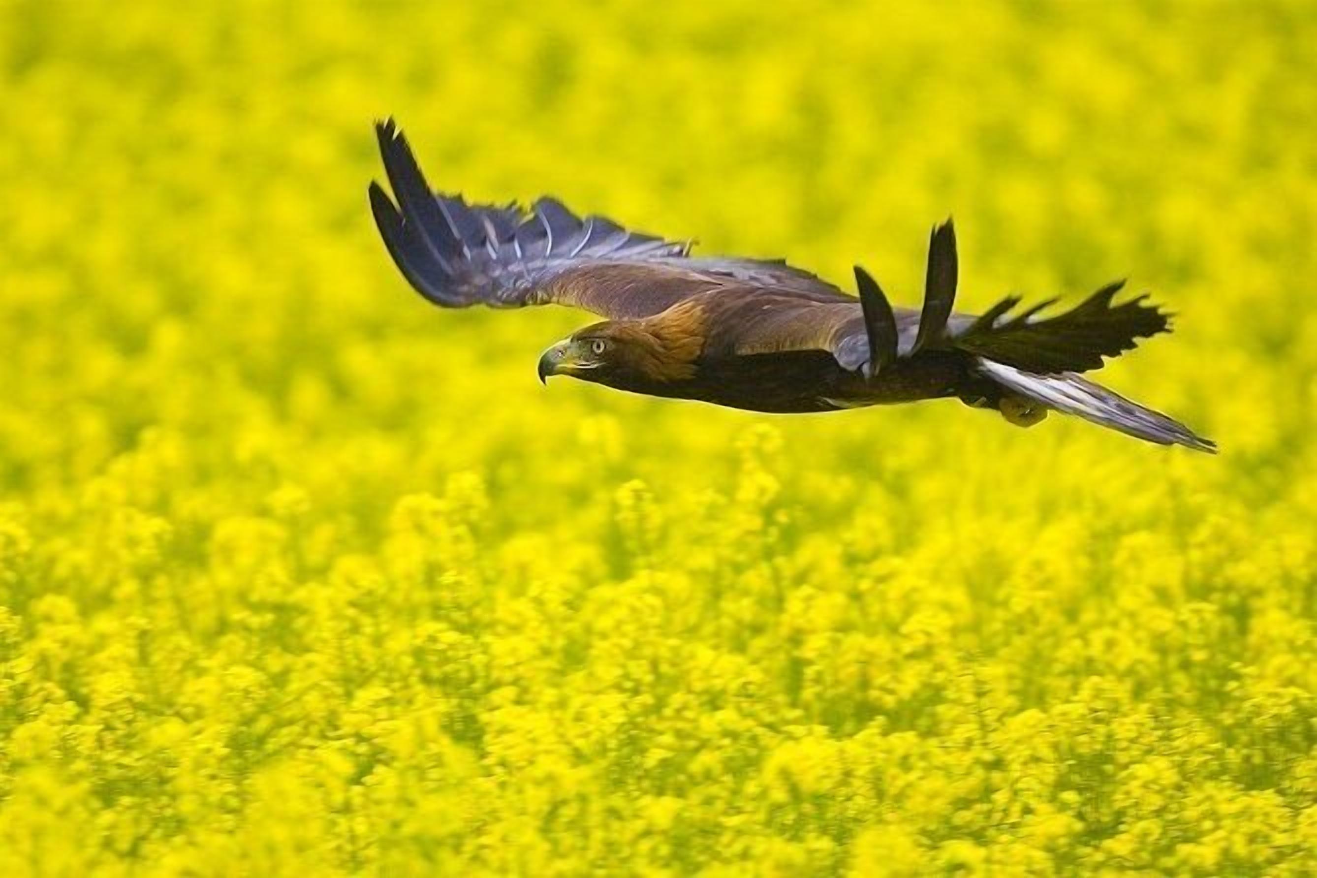 A bird in flight over a field of yellow flowers.