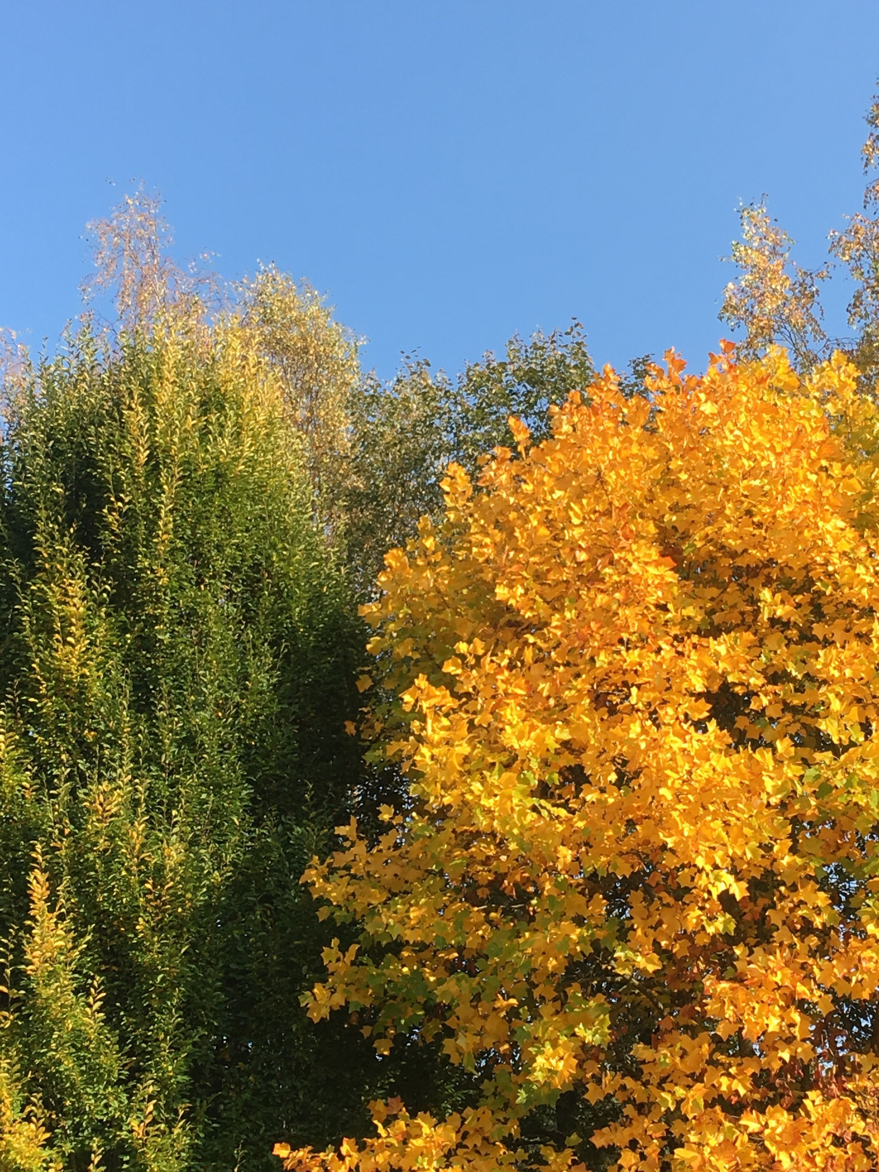Un albero con foglie gialle e un cielo azzurro intenso.