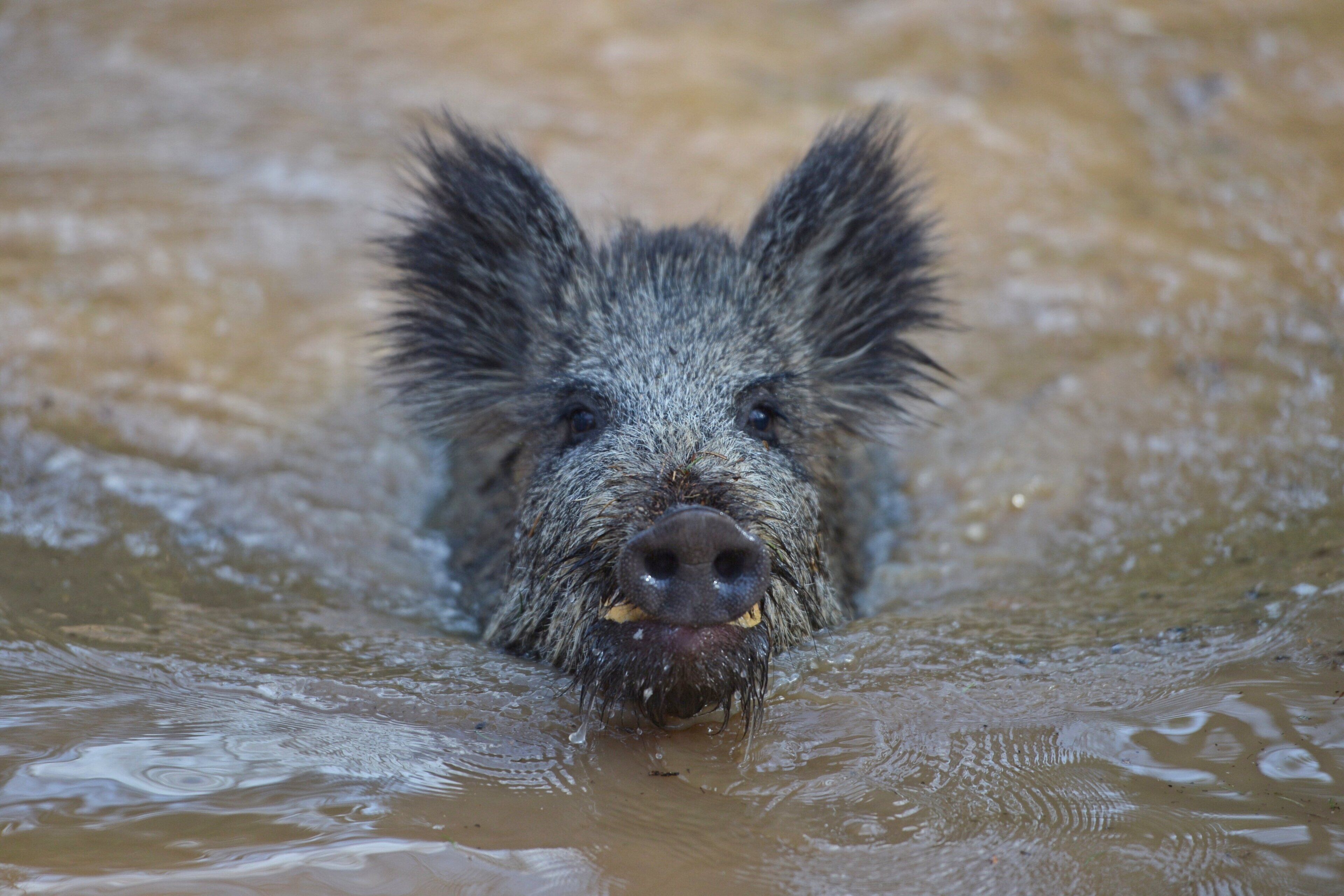 A close-up of a wild boar's face in water.