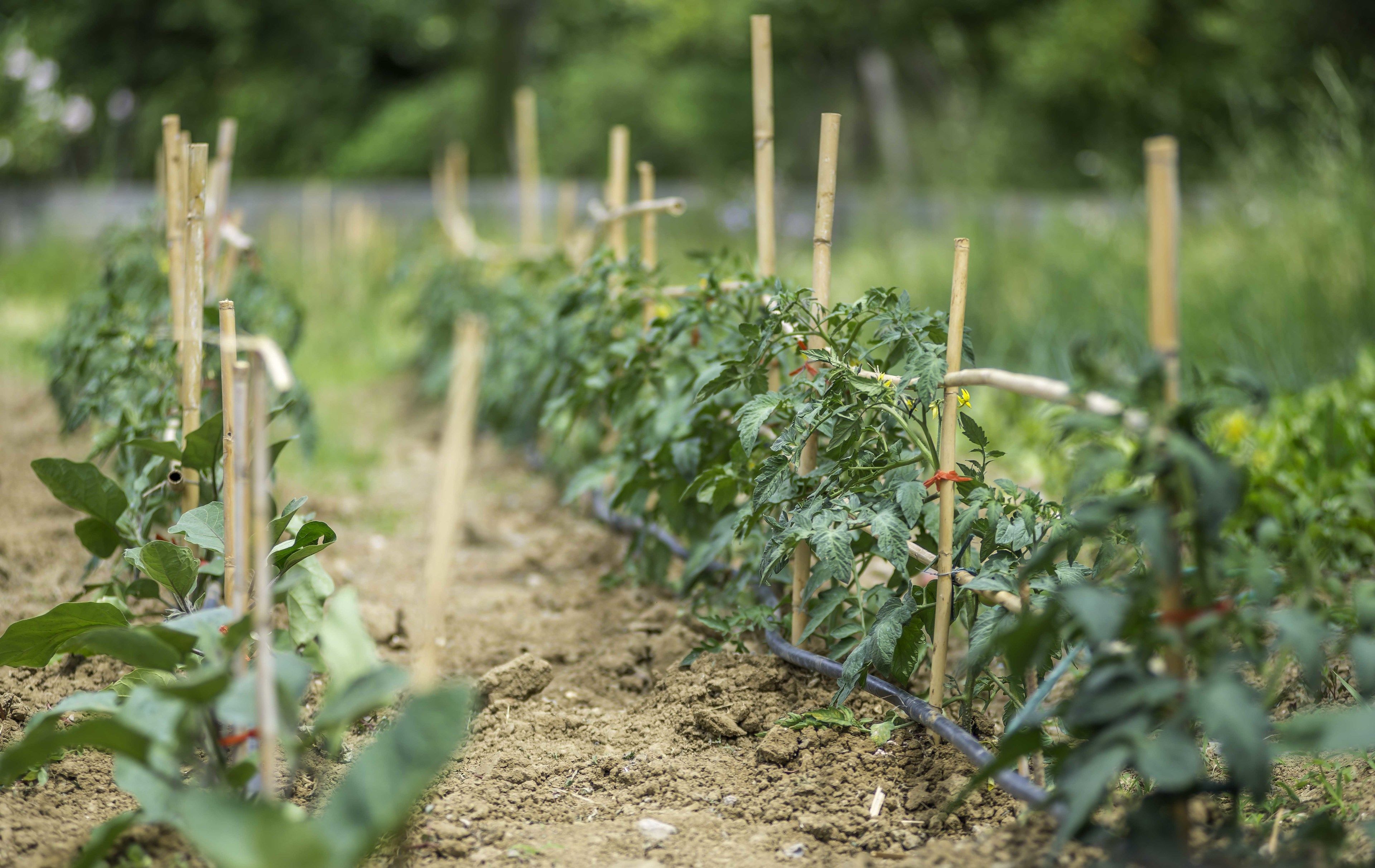 Eine Reihe von Tomatenpflanzen in einem Blumenbeet, gestützt durch Holzpfähle.