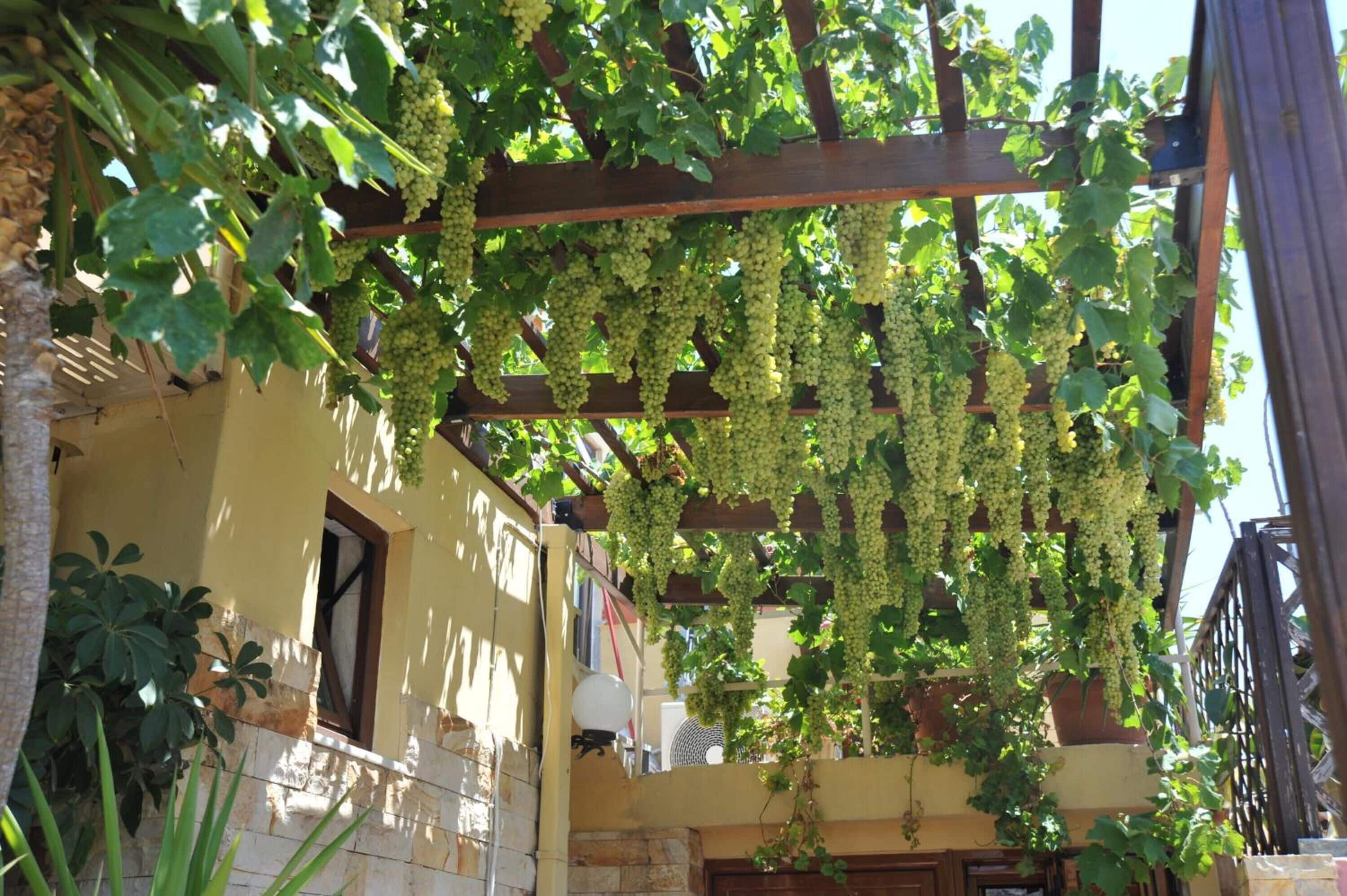 Foto - Sofia Pension