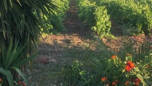A vineyard with rows of grapevines and a clear blue sky. - Agriturismo Baglio Antico (Trapani)