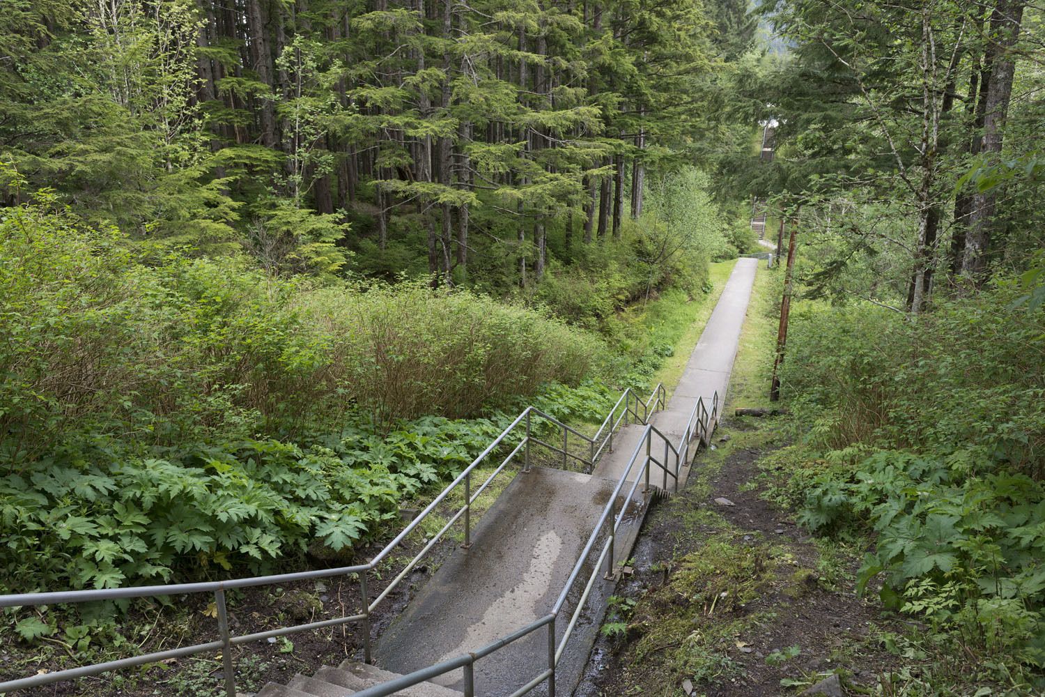 Une zone boisée avec un chemin pavé et des garde-corps en métal.