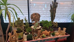 A variety of potted plants arranged on a cart.