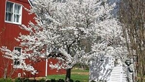 A red house with a white fence and a statue in front. - Stevenson Ridge (Spotsylvania)