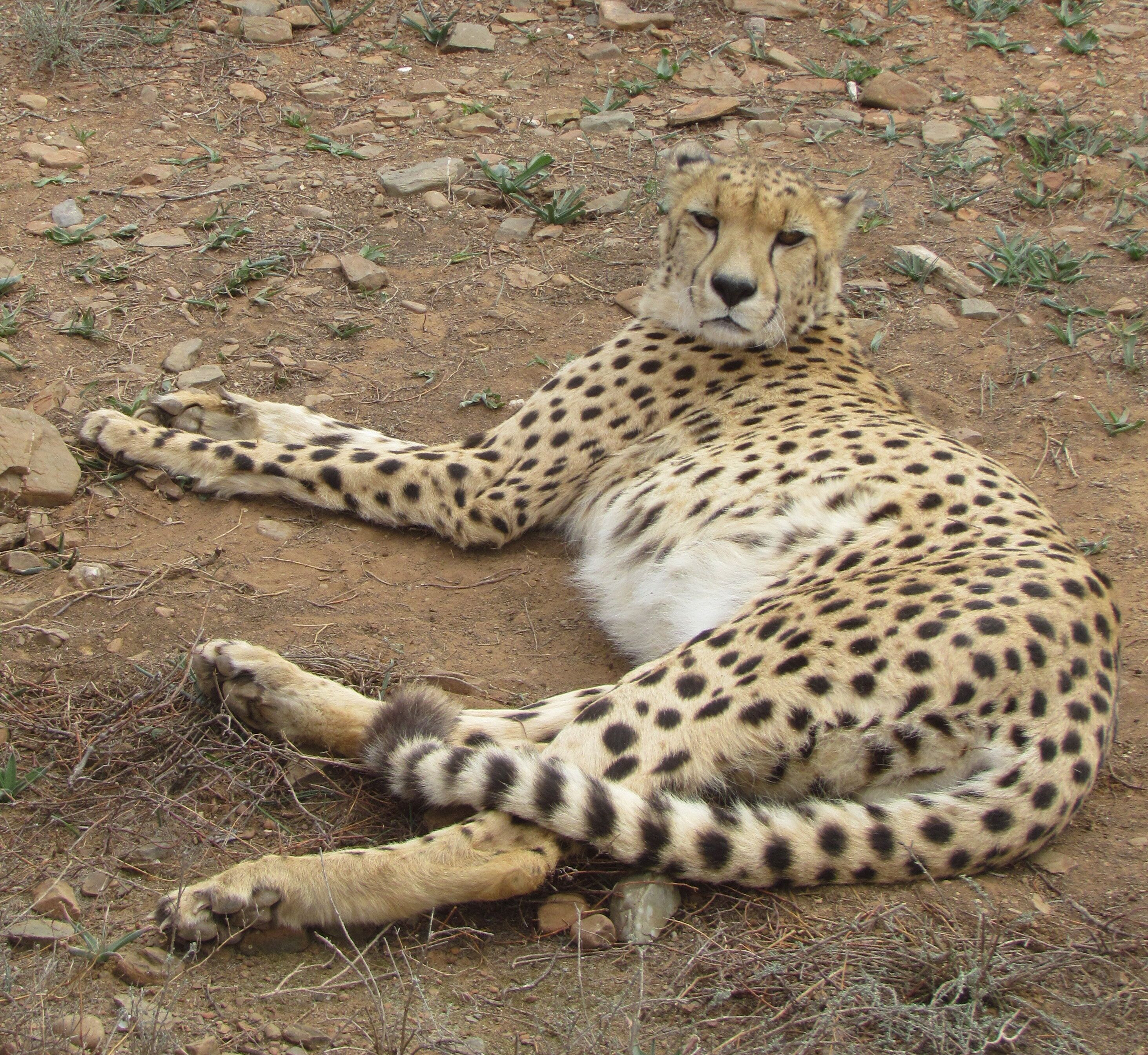 A cheetah lying on a rocky ground with sparse vegetation.