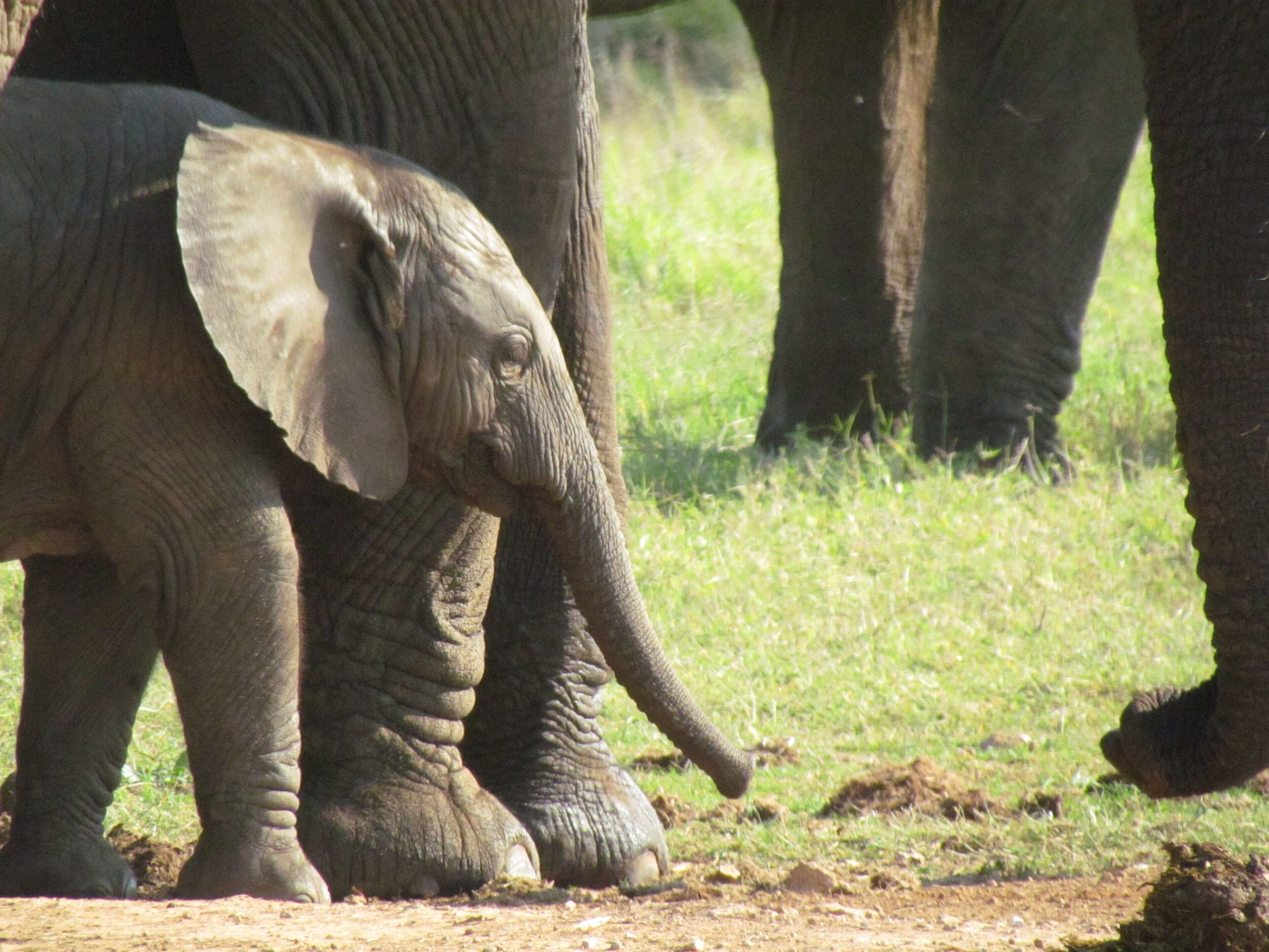 A baby elephant standing next to an adult elephant.