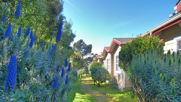 Zona residencial con un estrecho sendero bordeado por plantas azules en flor y setos cuidadosamente recortados, que conduce a casas con tejados rojos.