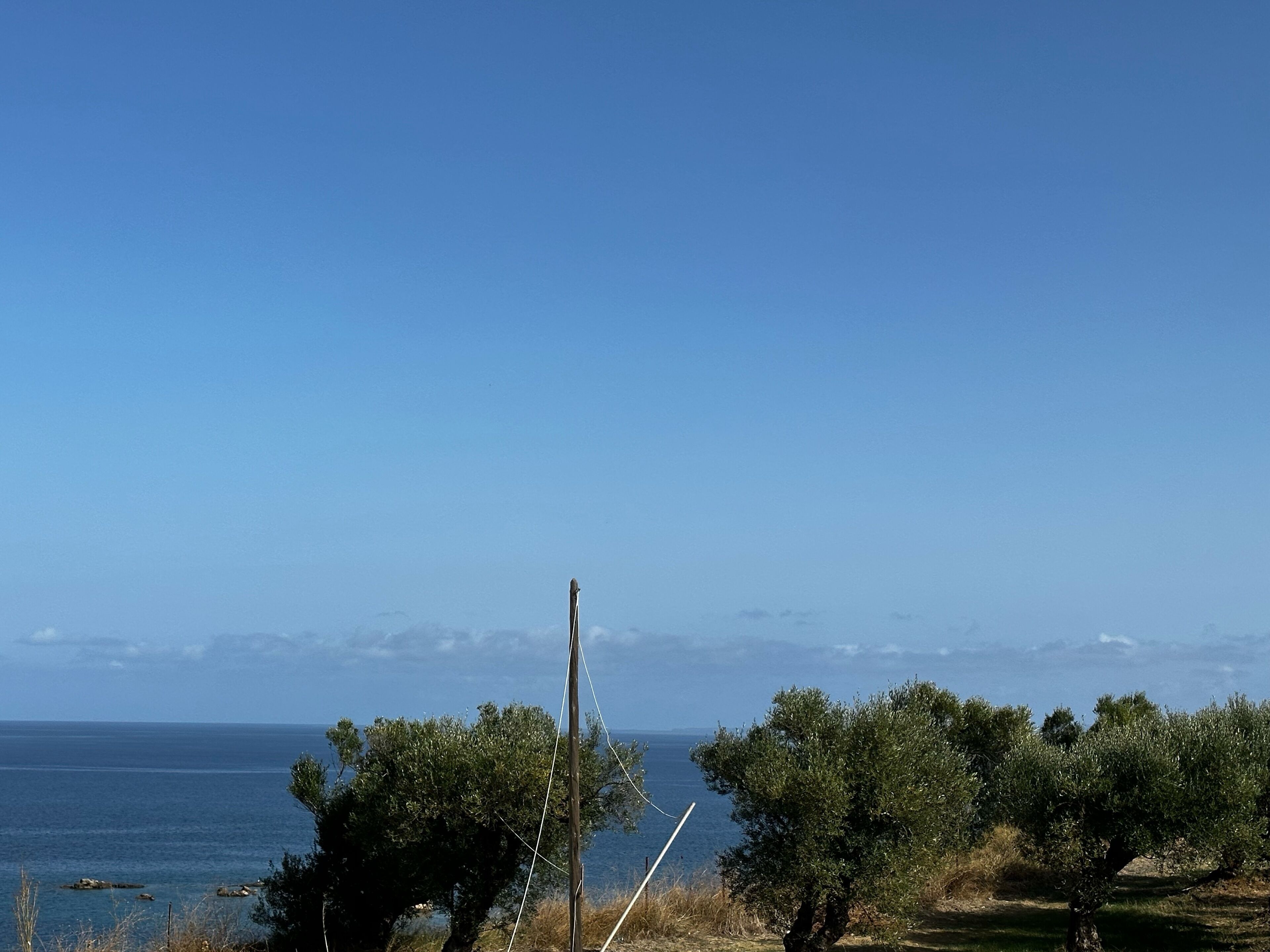 A coastal landscape with olive trees and a clear sky.