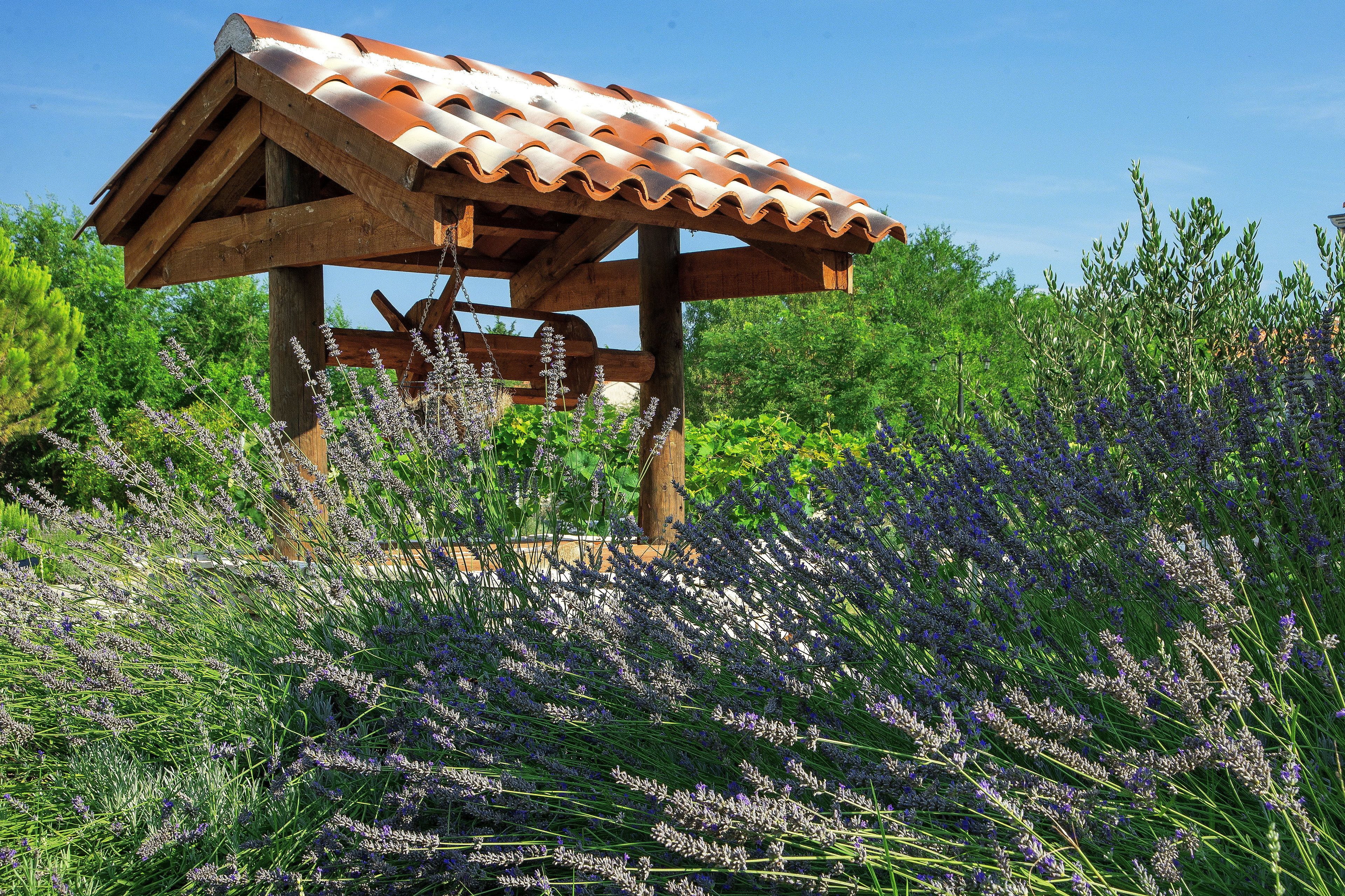 A wooden gazebo with a tiled roof surrounded by lavender fields.