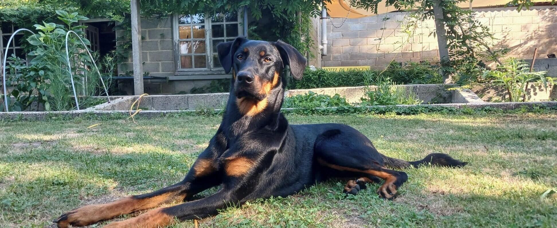A dog lying on grass with a building and greenery in the background.