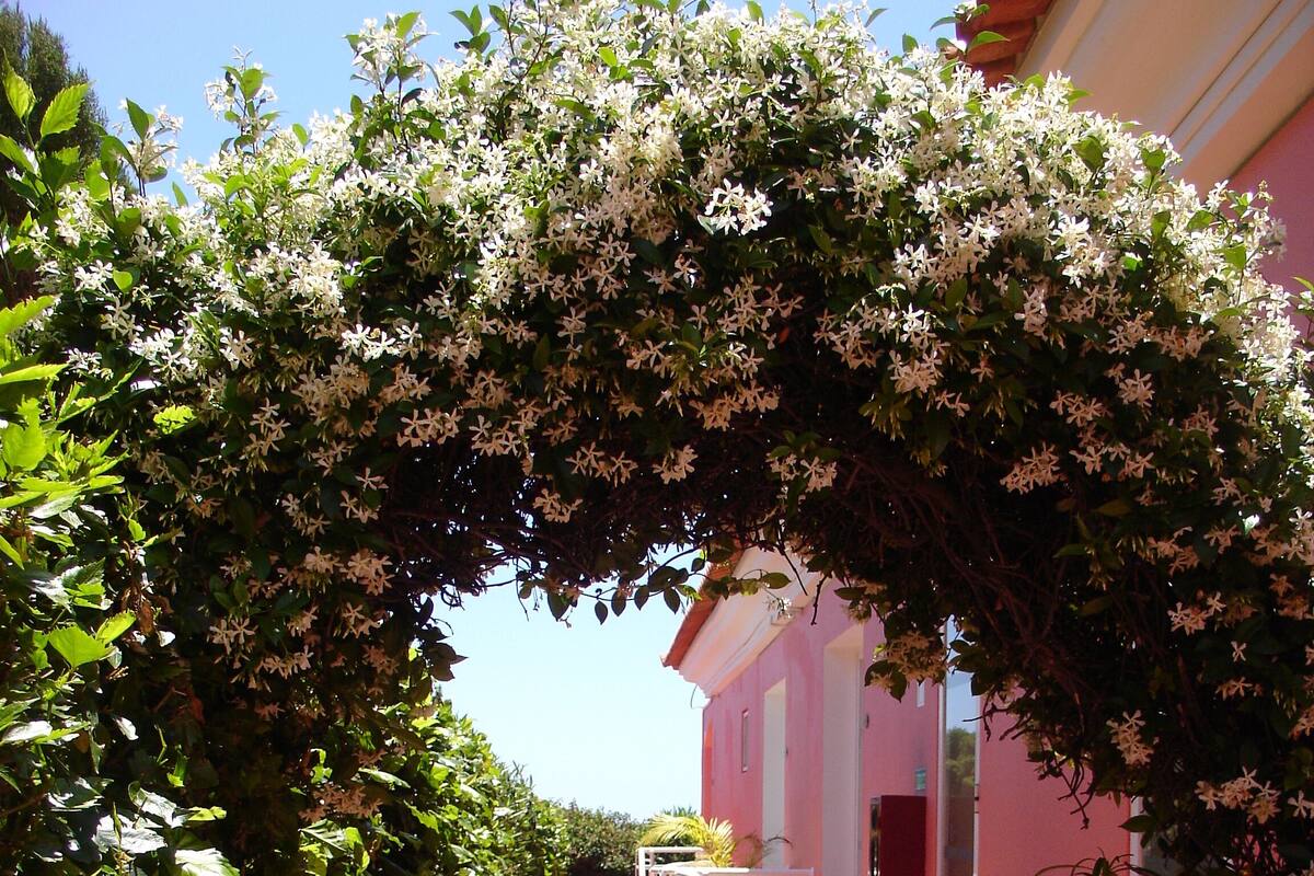 A pathway lined with lush greenery and white flowers leading to a pink building with a red door.