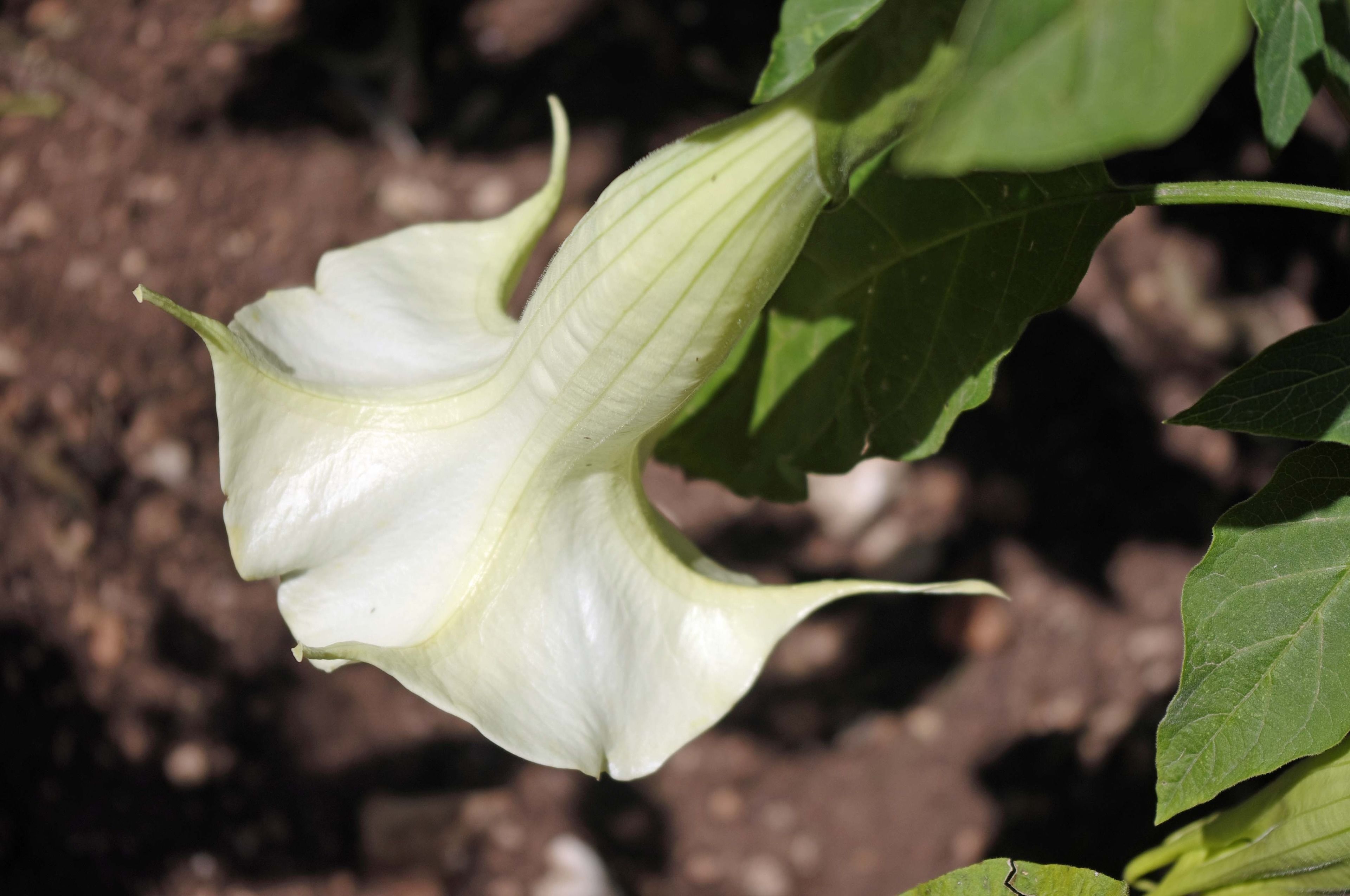En närbild på en vit blomma med en grön stjälk och blad.