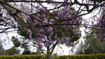 A tree with purple flowers, surrounded by a well-maintained hedge.