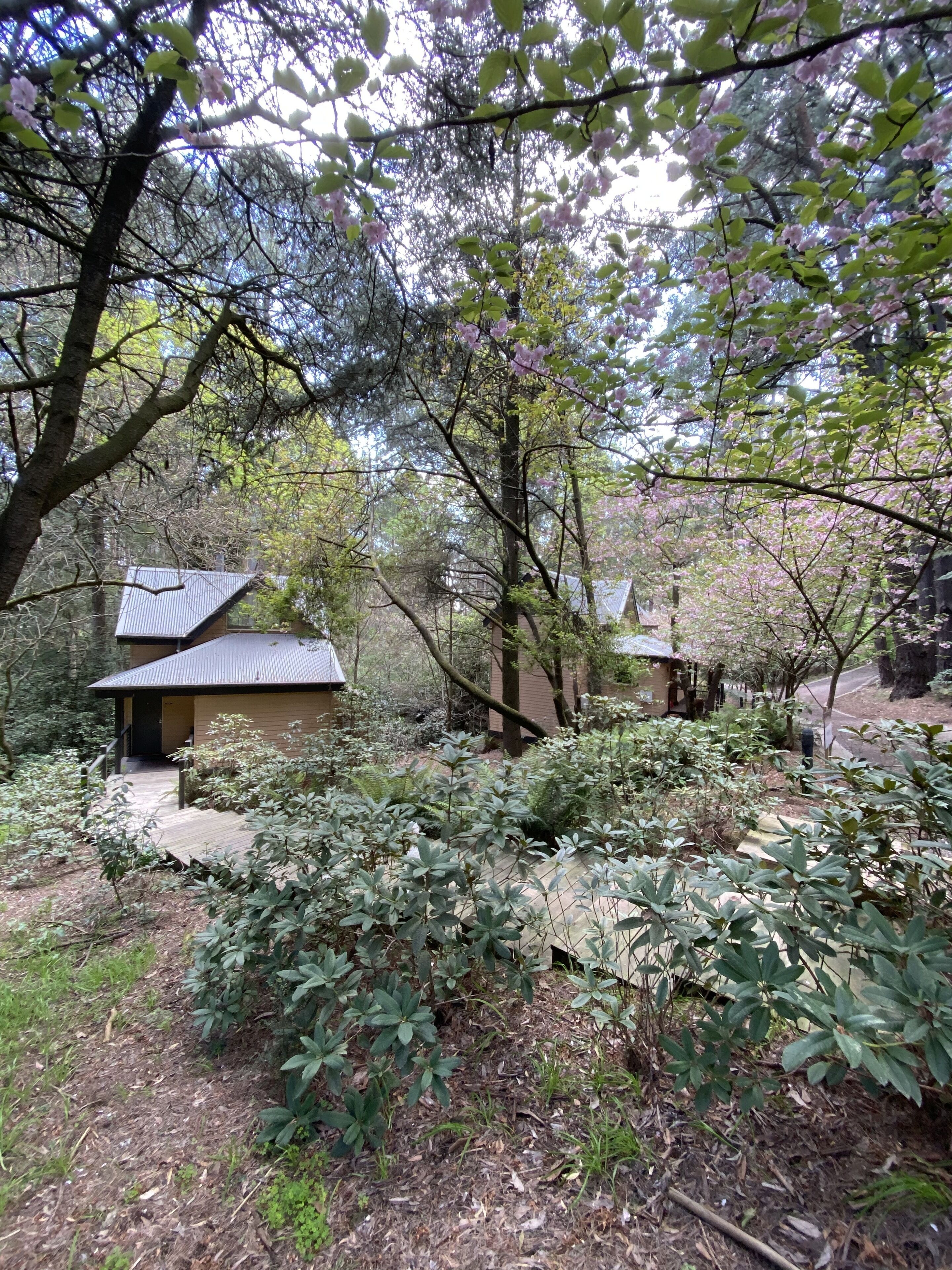A rustic cabin with a metal roof, surrounded by dense foliage and trees.