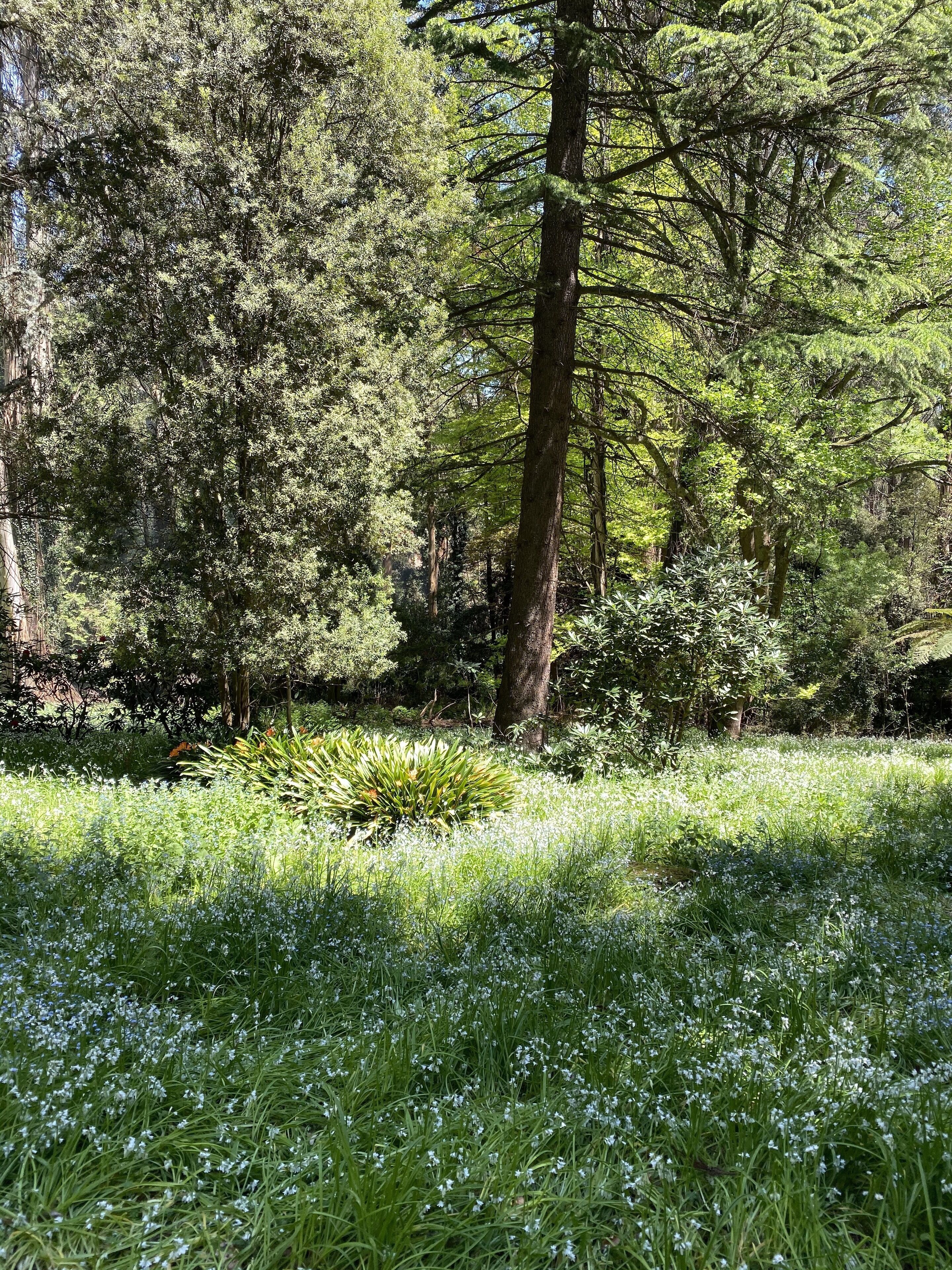 A forested area with tall trees and a grassy field with white flowers.