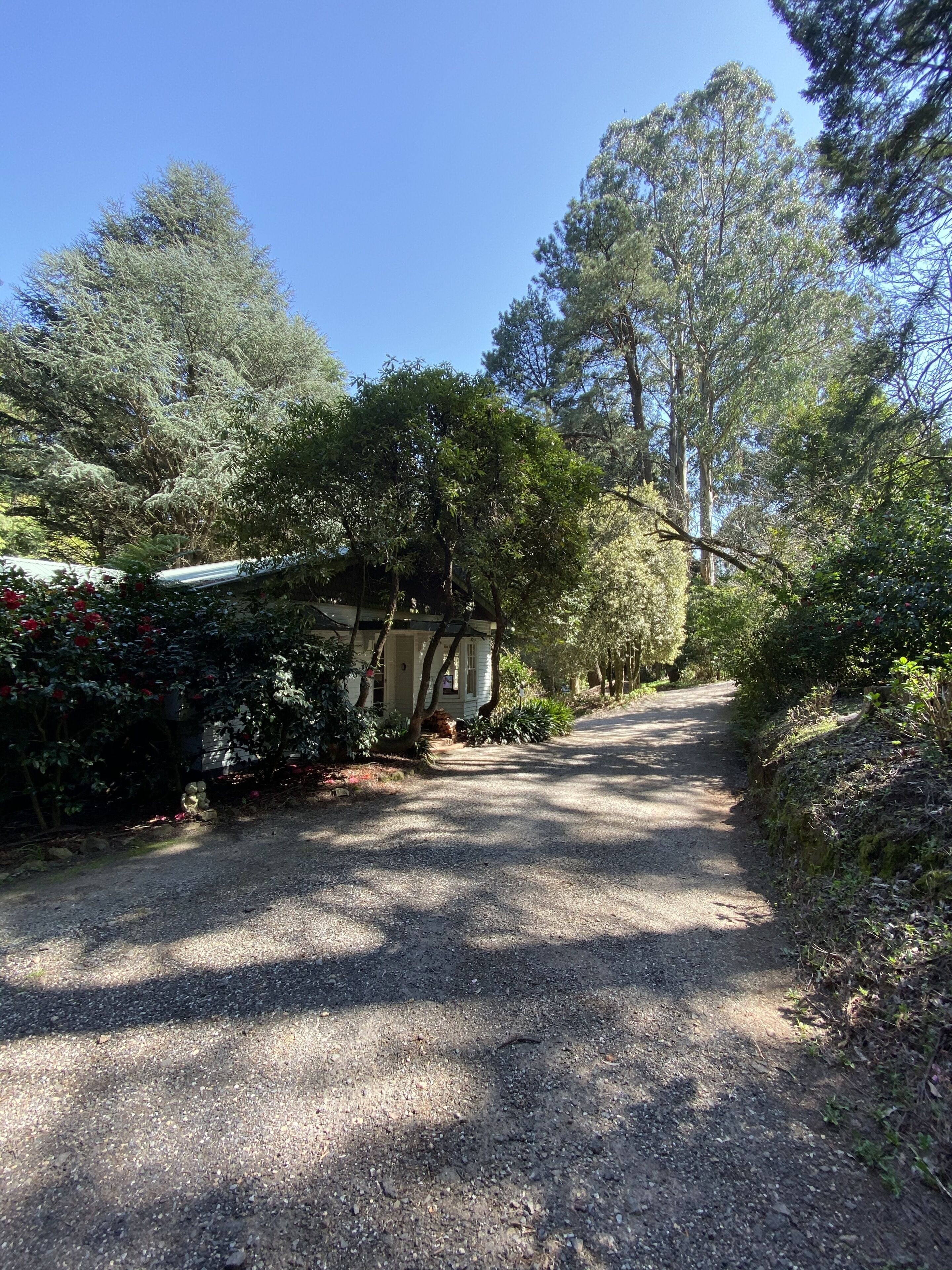 A gravel driveway leading to a house surrounded by dense trees and shrubs.