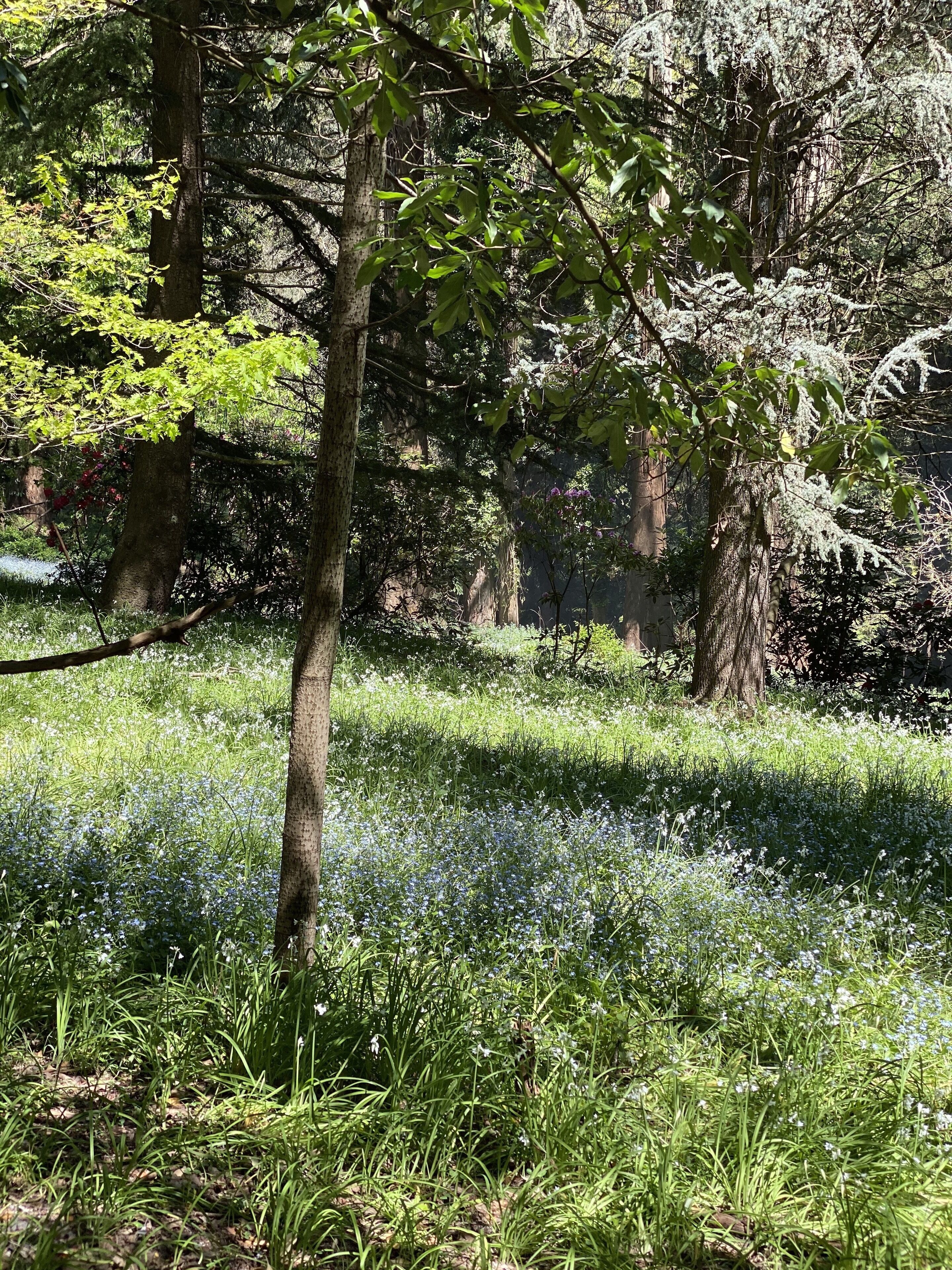 A forested area with tall trees and a grassy field.