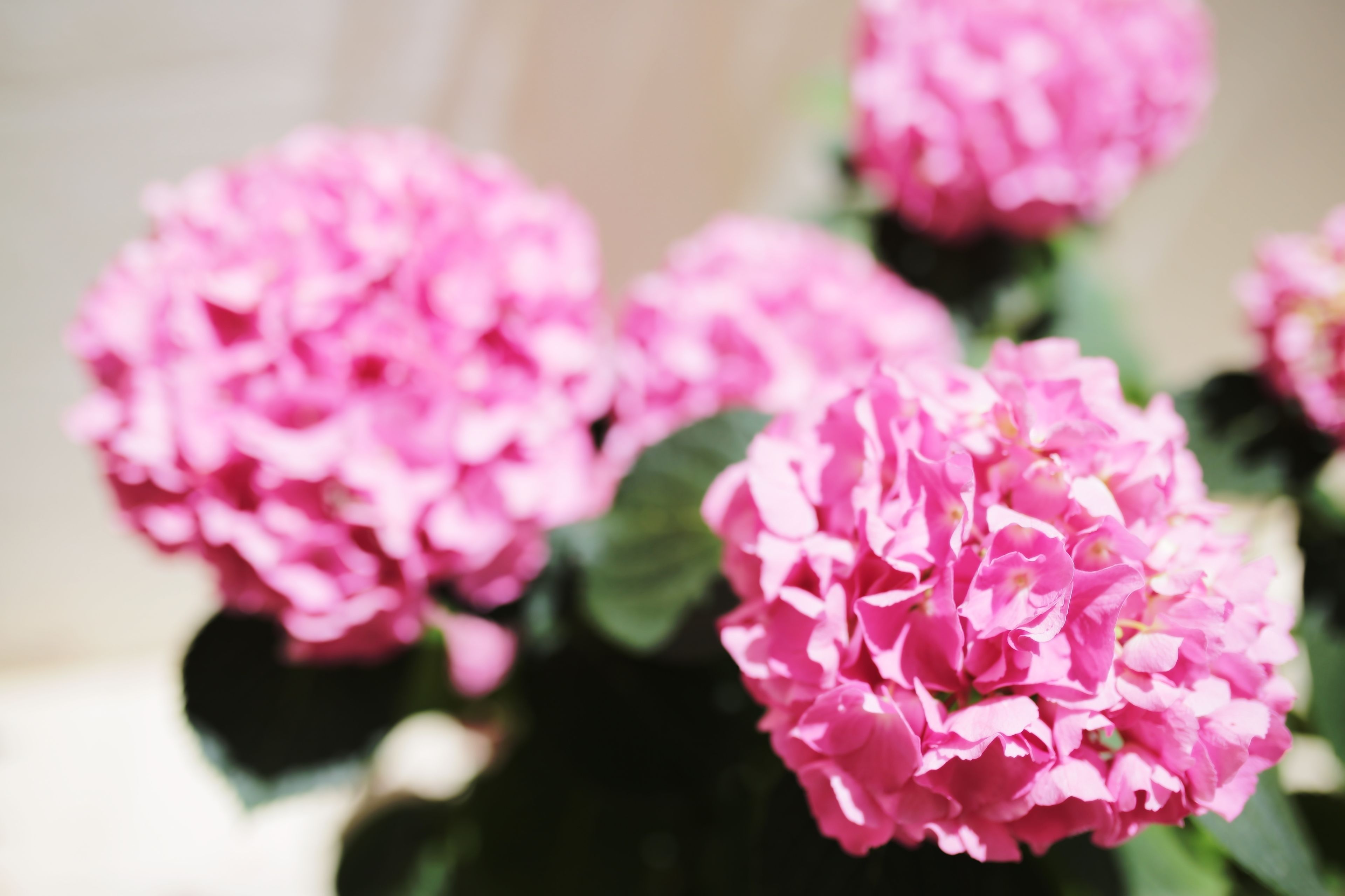 A close-up of pink flowers with green leaves.