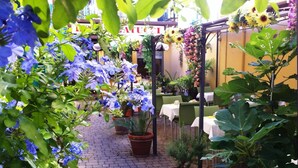 Un espace patio agrémenté de plantes en pot et de mobilier d’extérieur.