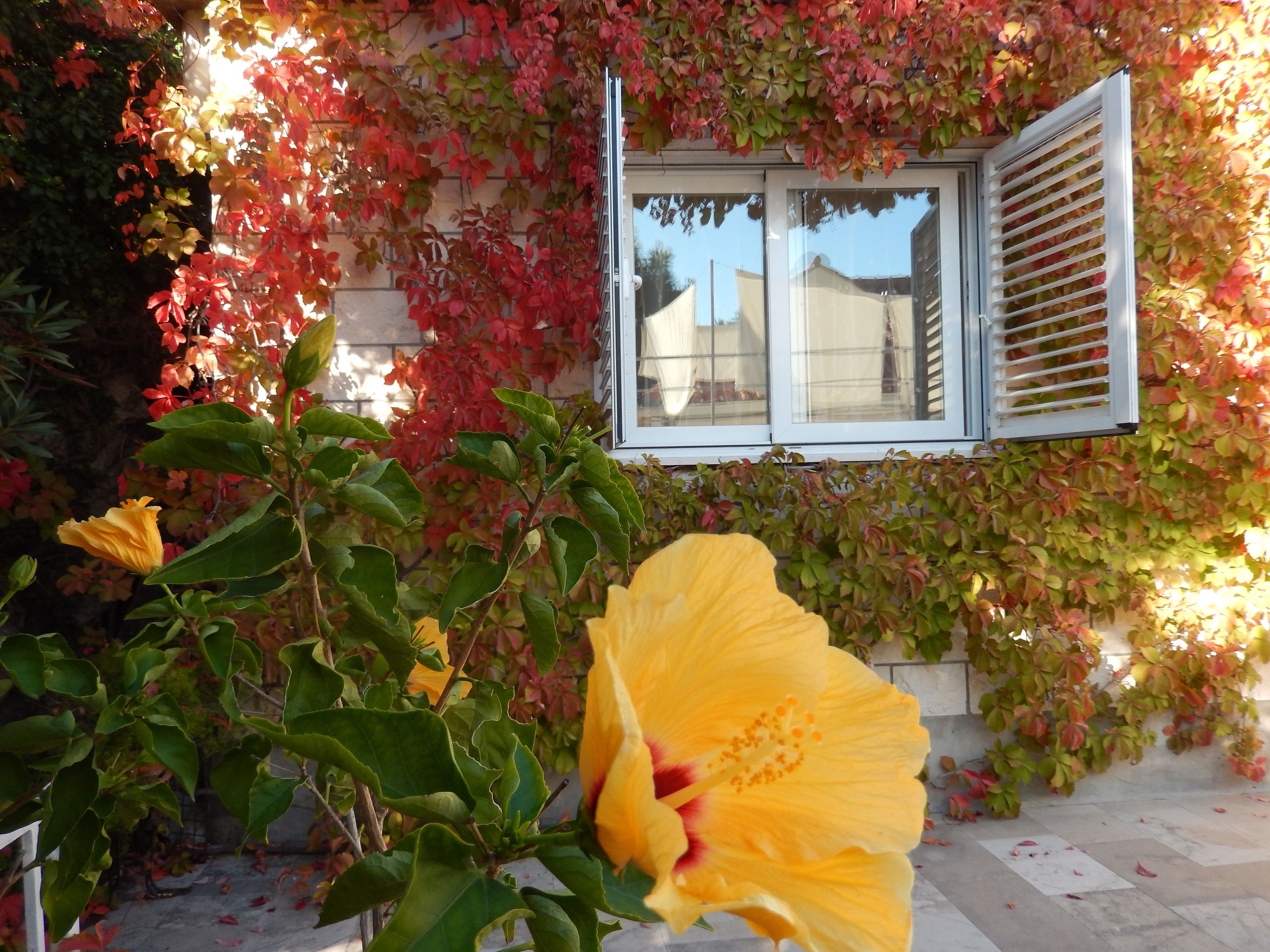 A building with a window and a wall covered in foliage.