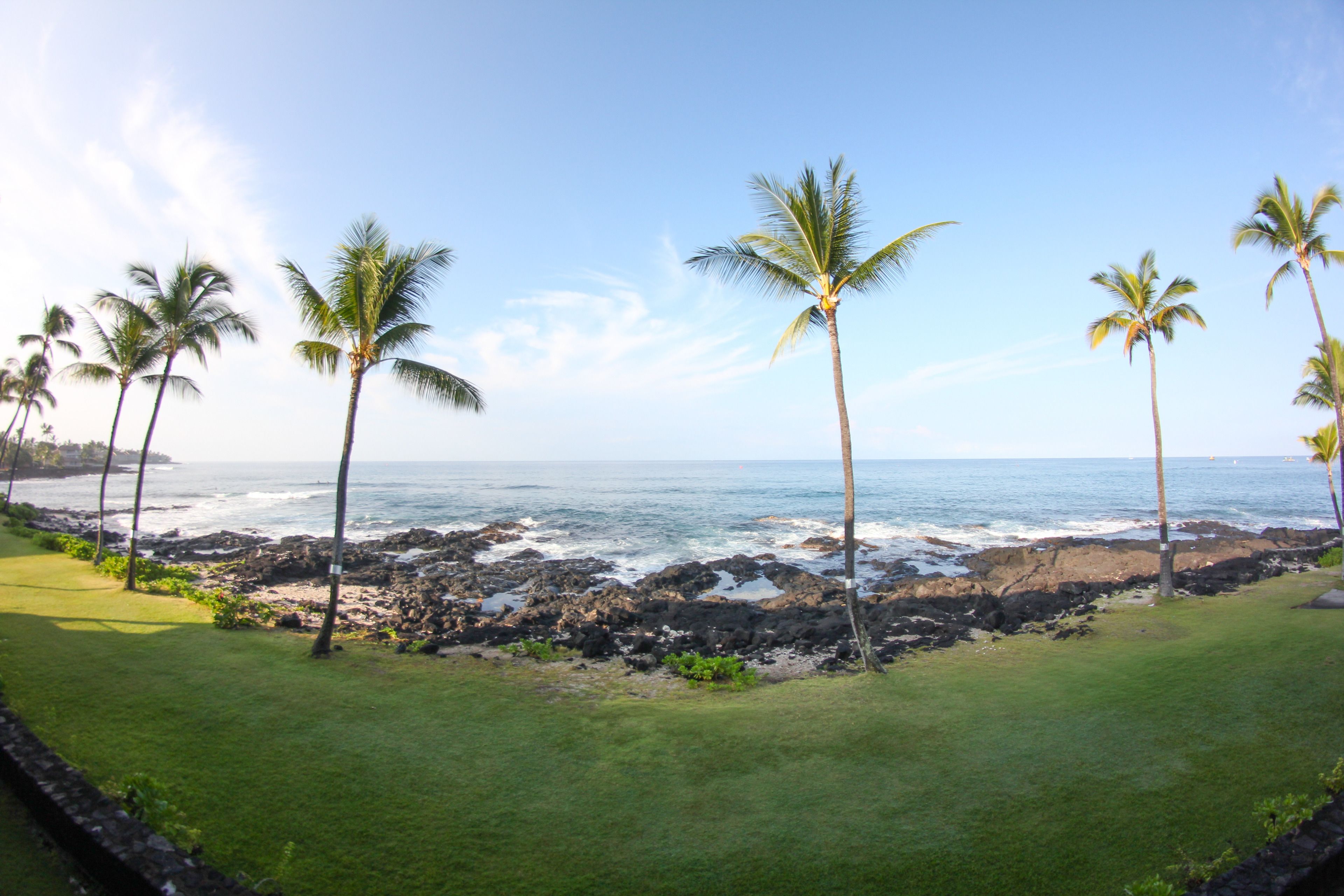 A coastal landscape with palm trees and a rocky shoreline.