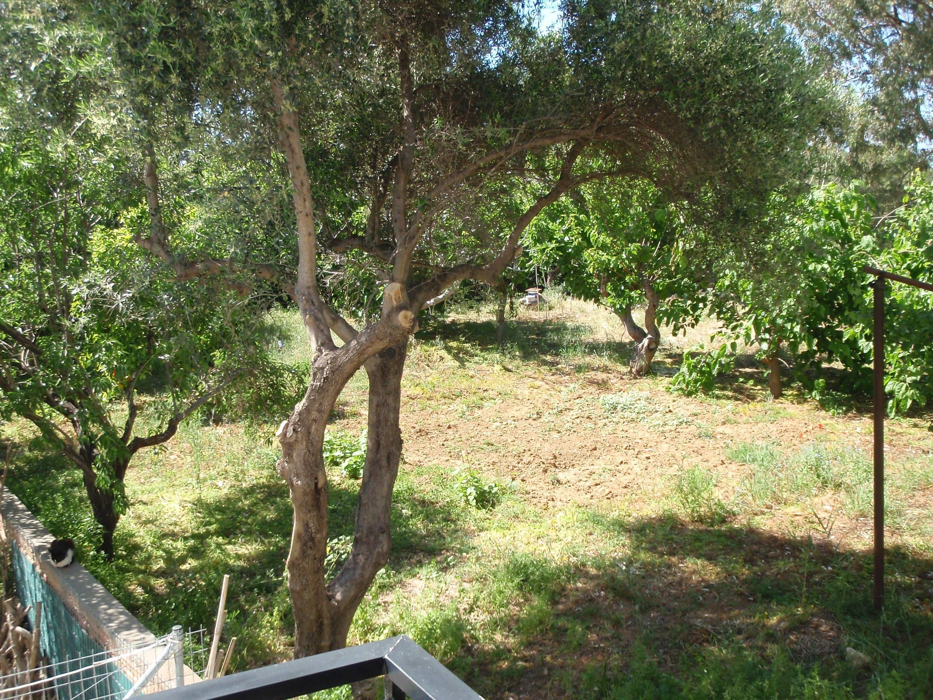 Un espacio al aire libre con árboles, una valla de metal y un campo cubierto de césped.