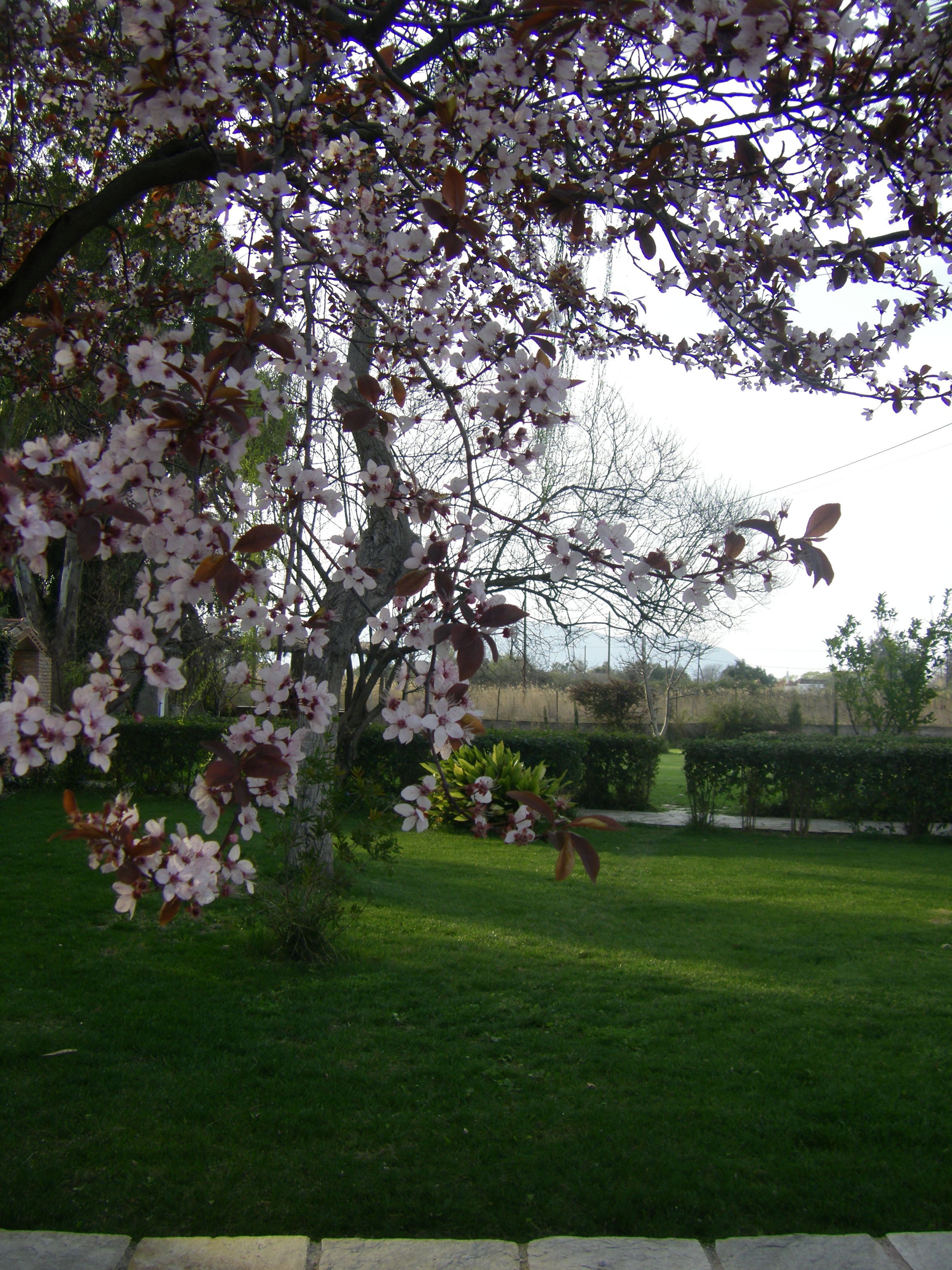 En trädgård med ett träd som bär vita blommor, en välskött gräsmatta och en gång av sten.