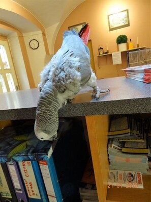 Reception - U Dvou Zlatych Klicu (Prague)