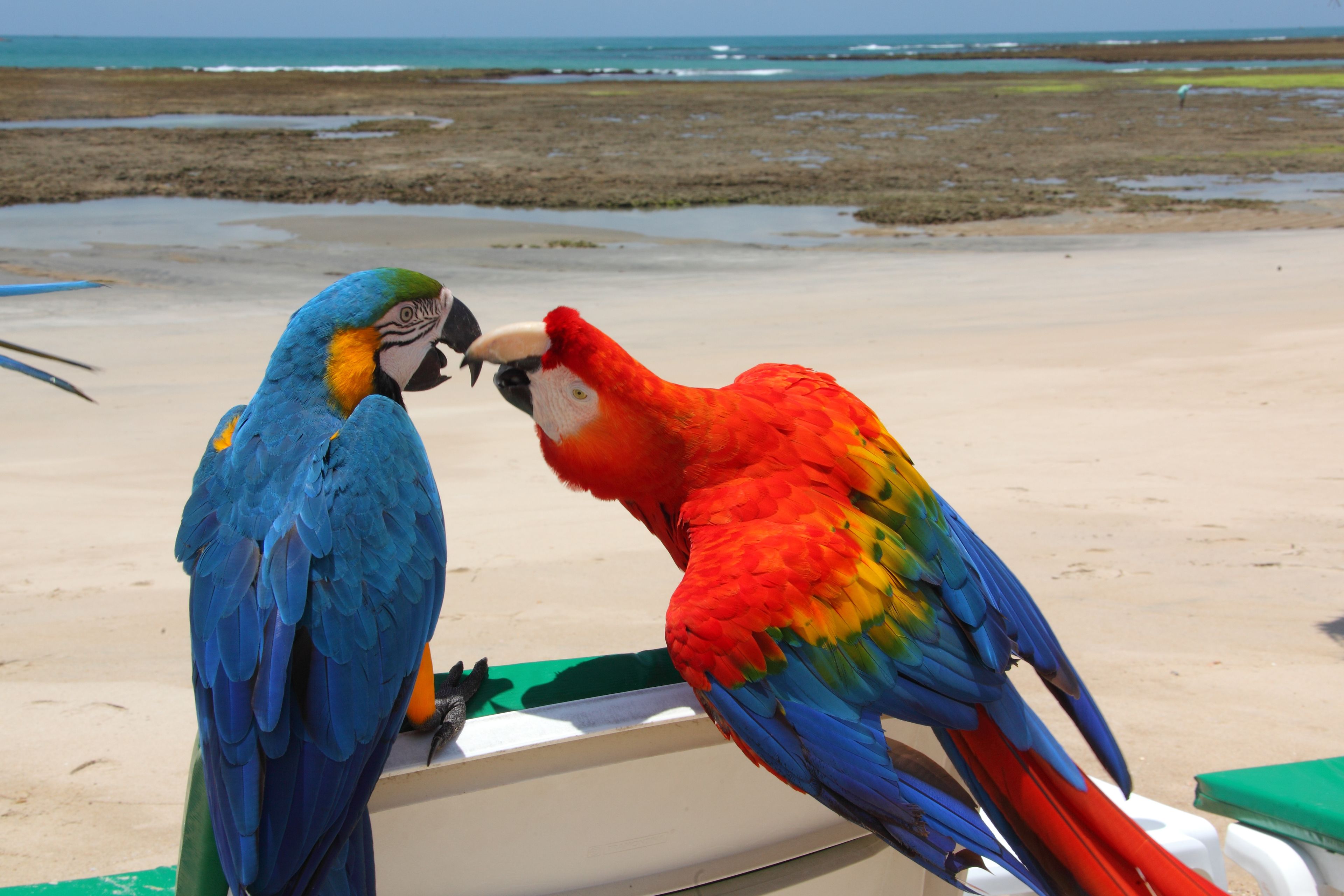 Two colorful parrots perched on a boat.