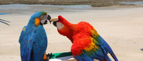 Two colorful parrots perched on a boat.