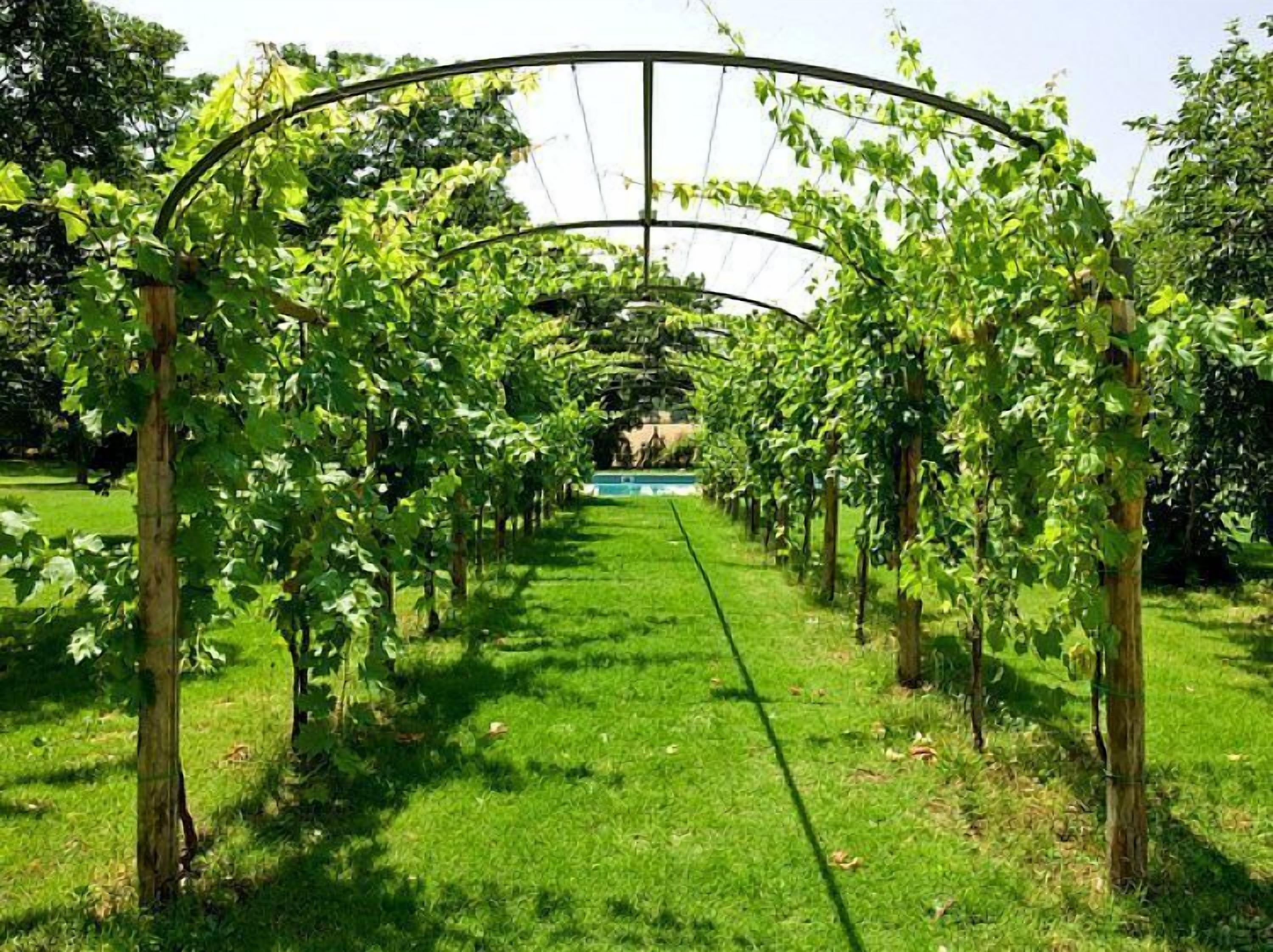 Viñedo con hileras de vid y un arco de metal.