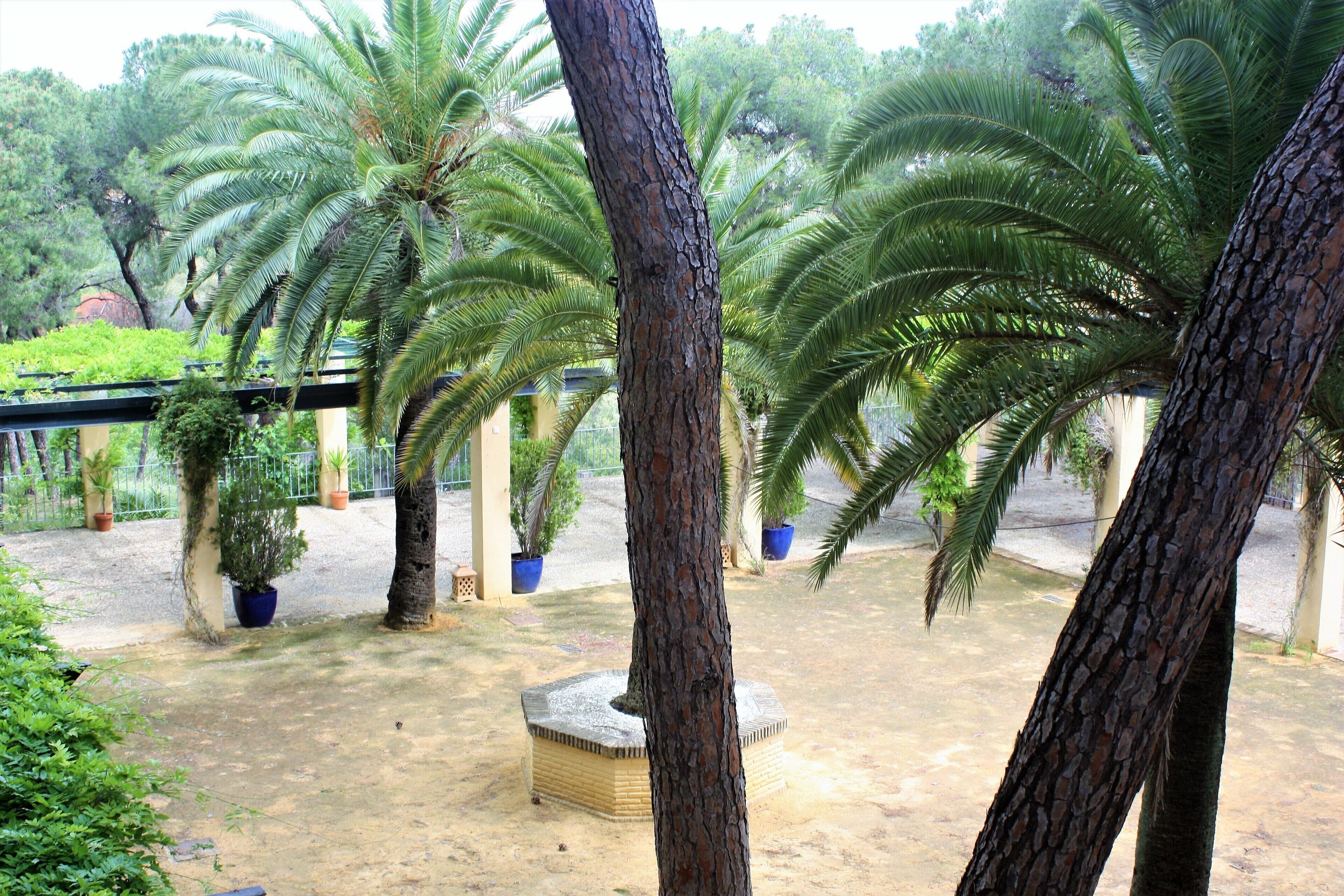 Une cour intérieure agrémentée de palmiers, d’un banc en pierre et de plantes en pot.
