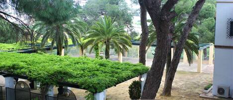 A courtyard with a pergola covered in greenery, palm trees, and a white building with a tiled roof.