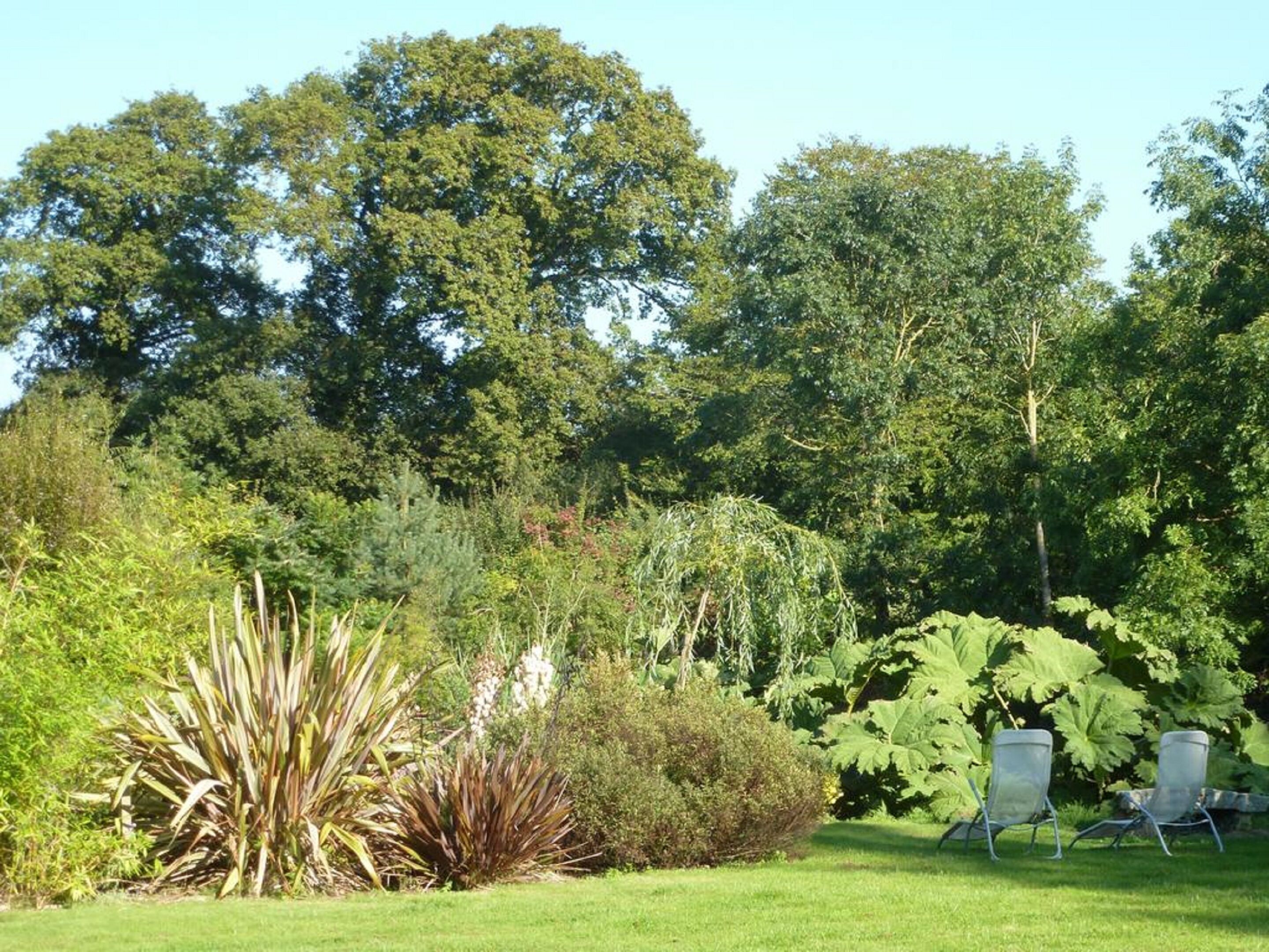 A garden with various plants and two metal chairs.