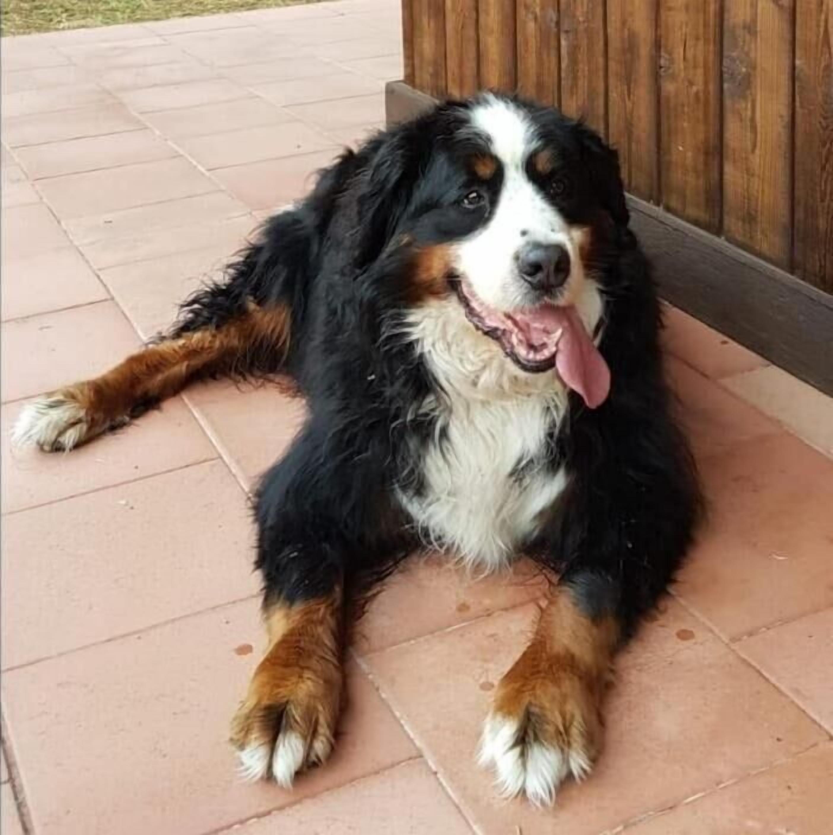 A dog lying on a tiled floor.
