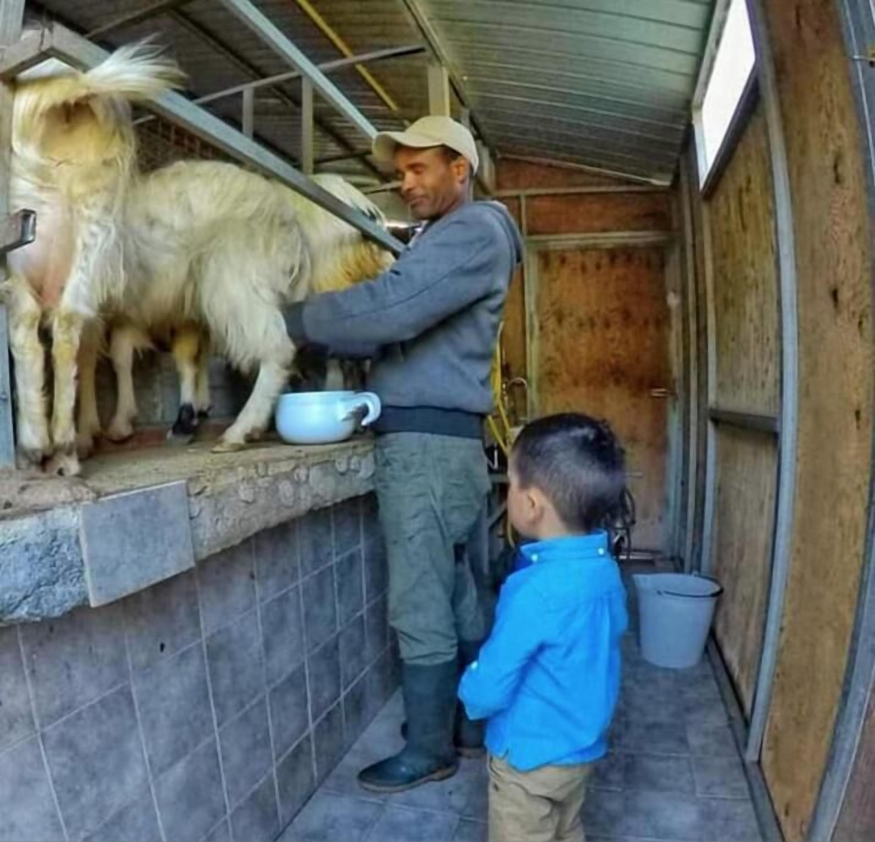 A man feeding a goat in a barn with a child nearby.