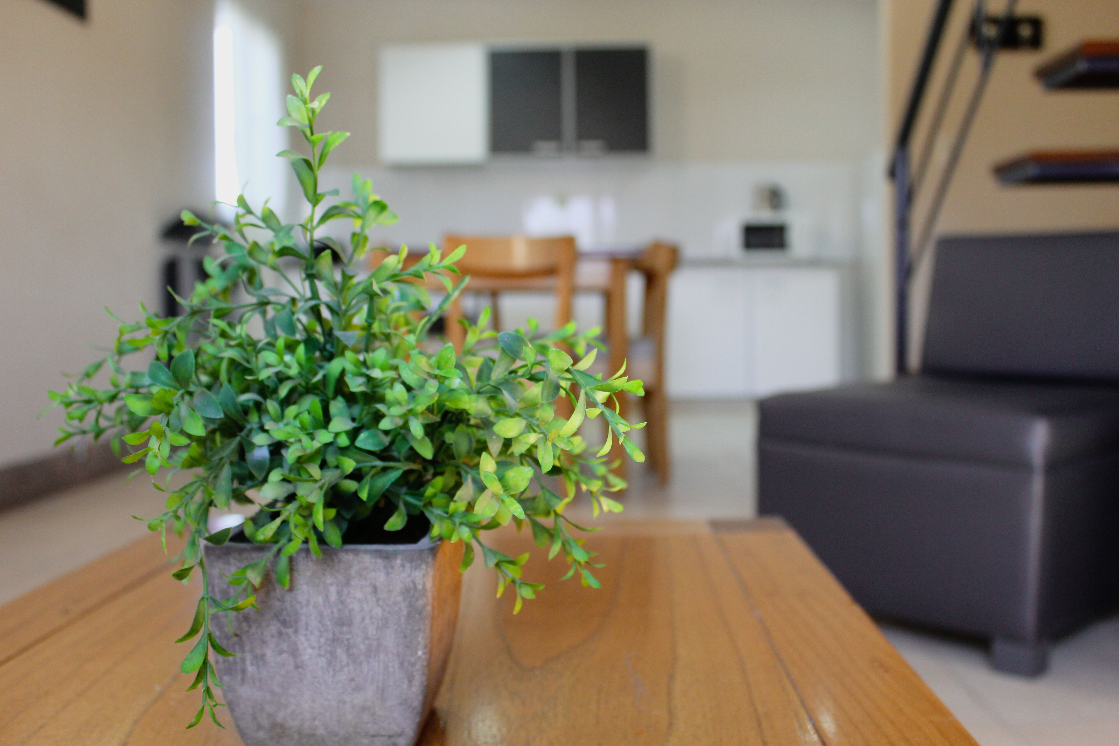 Uma planta em vaso sobre uma mesa de madeira em um cômodo com uma sala de jantar e uma cozinha ao fundo.