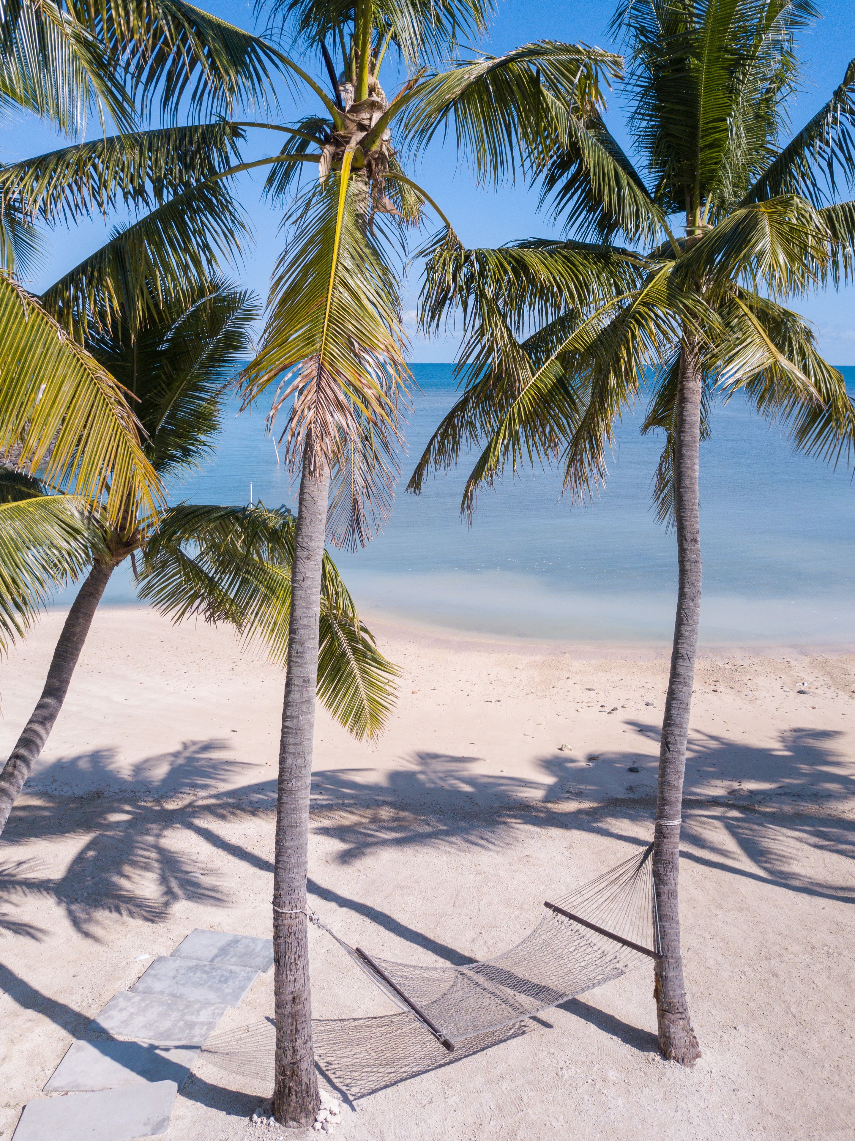 A beach scene with palm trees and a hammock on the sand.
