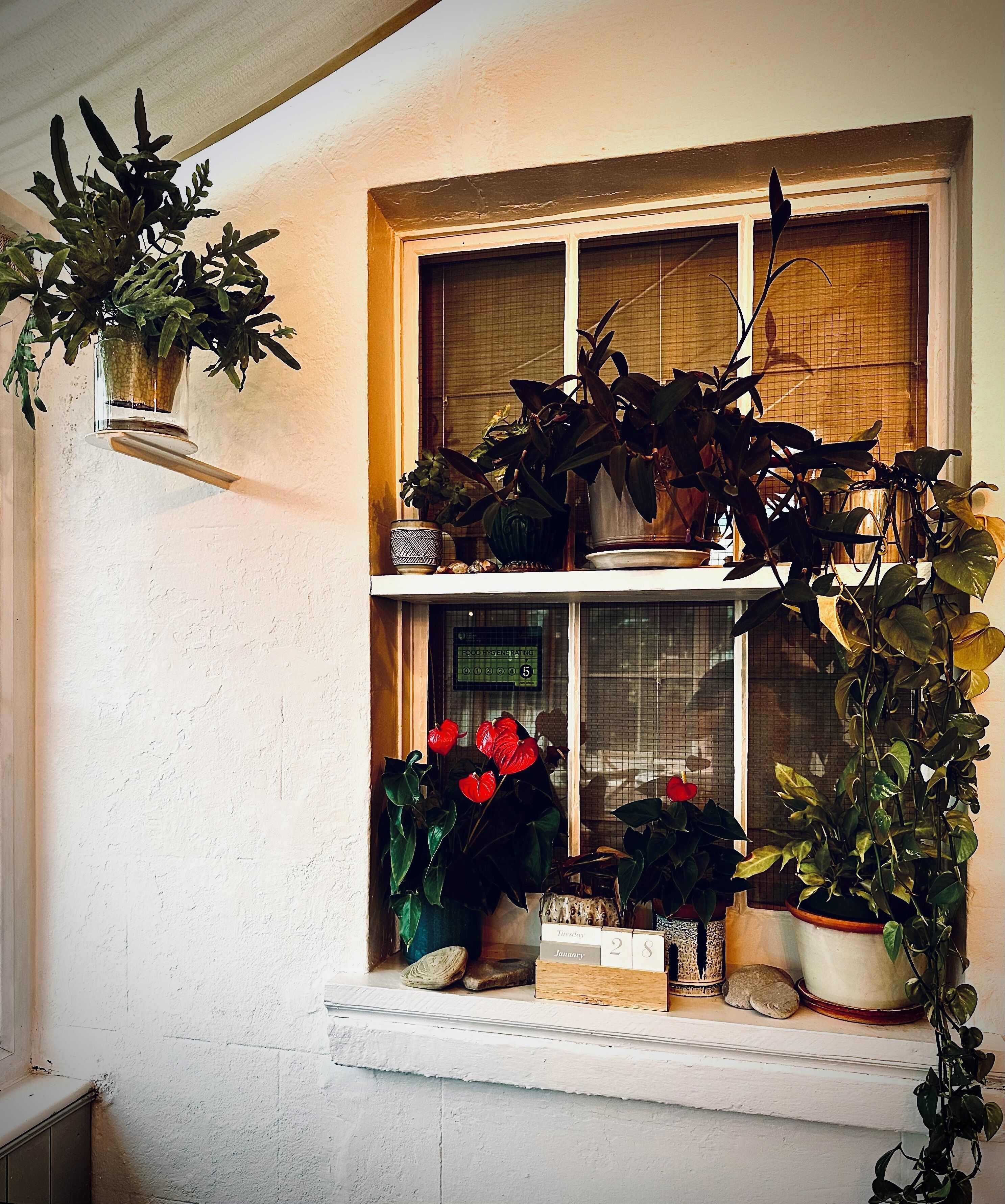 A window with multiple potted plants and a calendar.