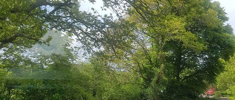 Une route de campagne bordée d’une clôture en bois et de verdure de part et d’autre.