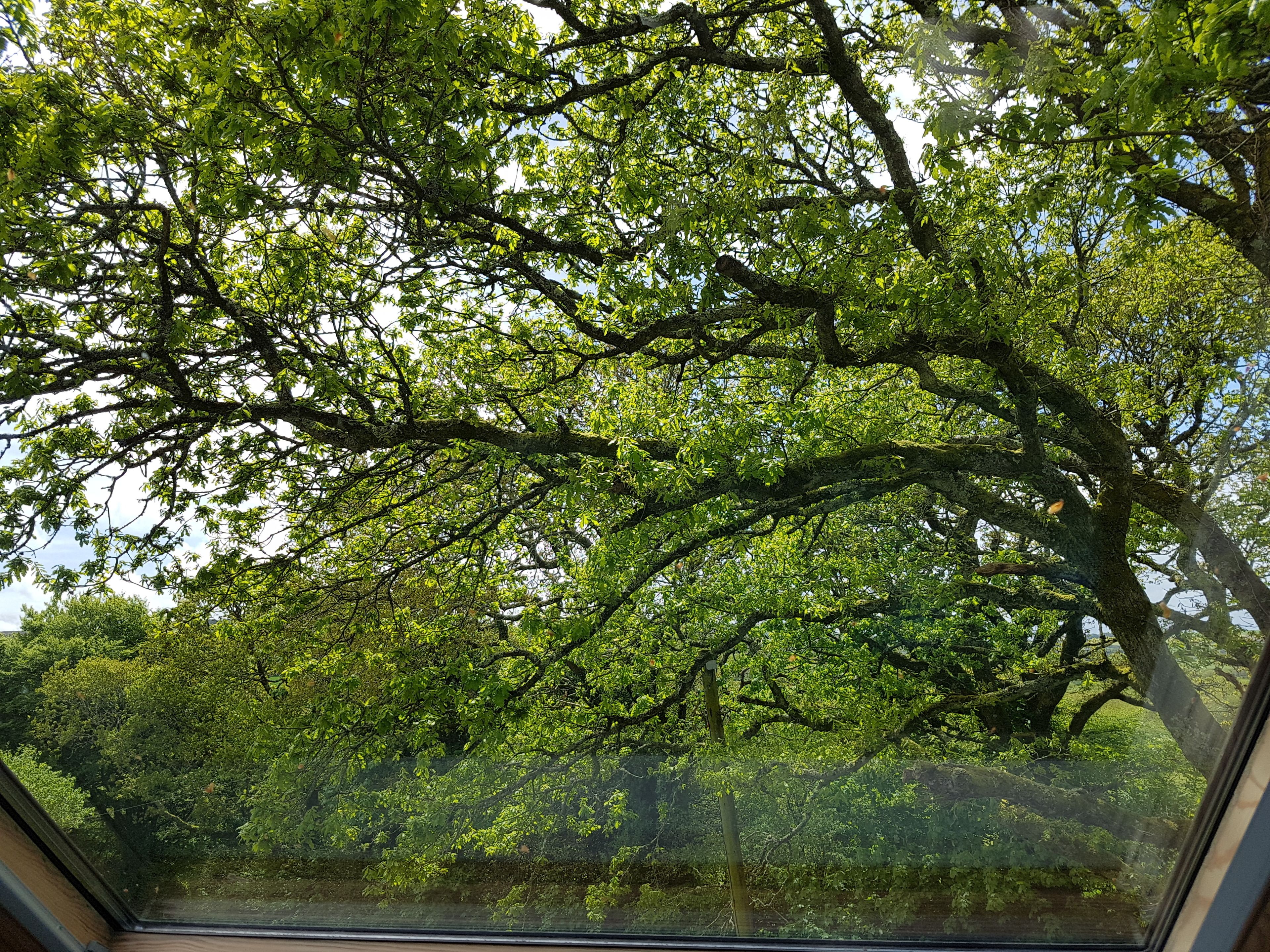 A view through a window of a forested area with dense green foliage.
