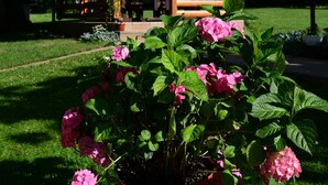 A gazebo with a wooden structure and a potted plant with pink flowers in the foreground. - House Jelena (Rakovica)